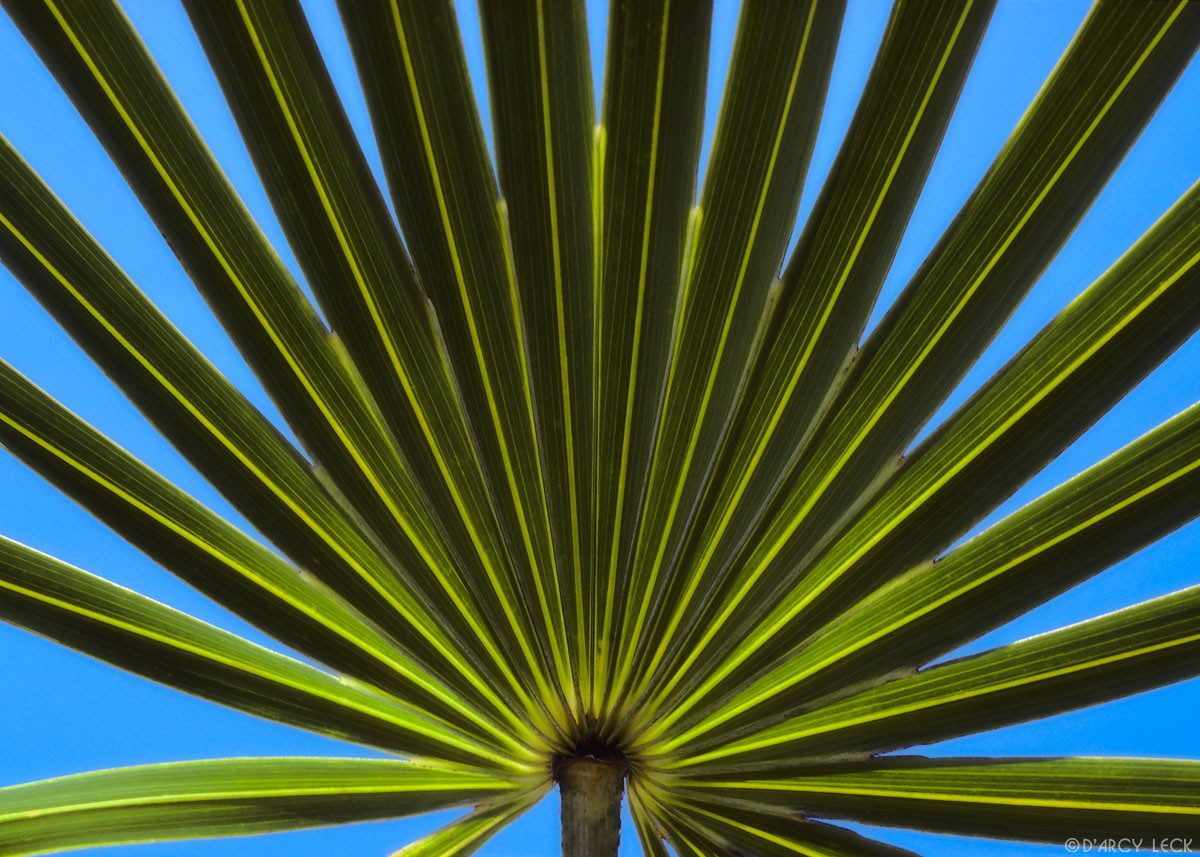 Palm fronds against sky, Big Pine Key, Florida