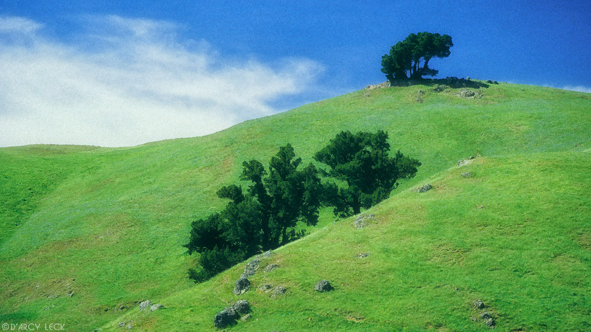 Trees and fields among the hills of Golden Gate National Recreation Area, Marin County, California