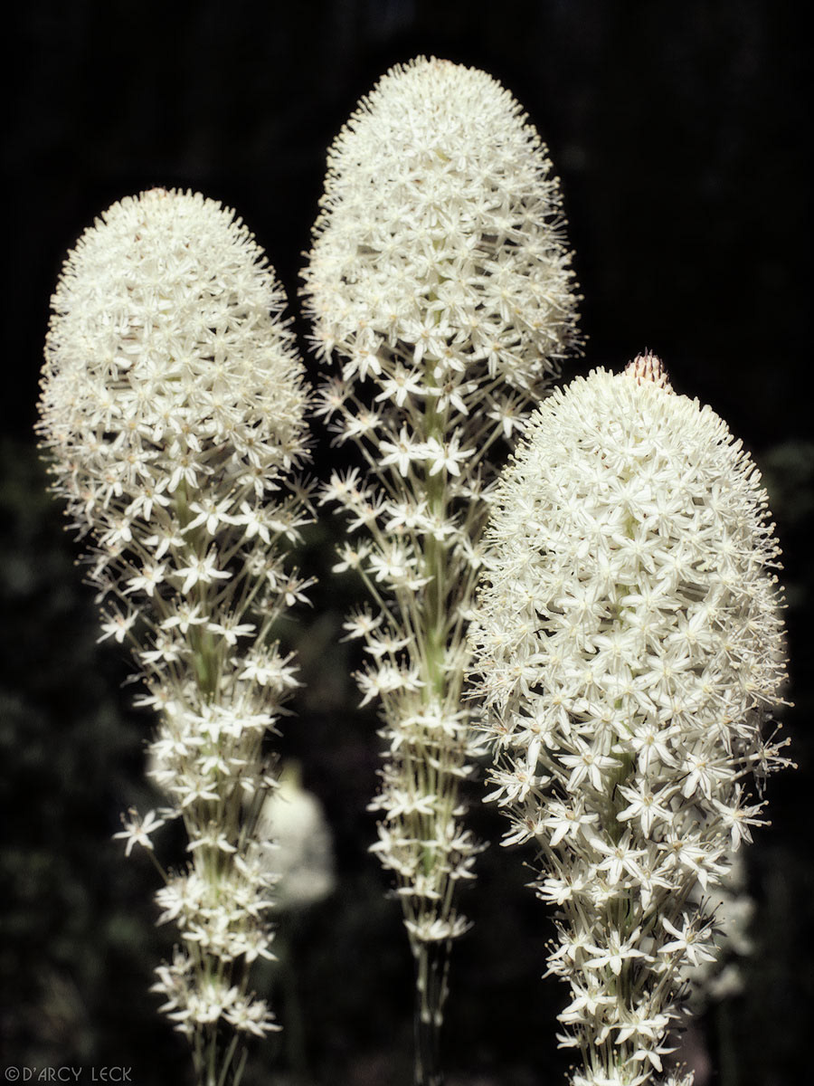 Beargrass blossoms in Olympic National Park, Washington