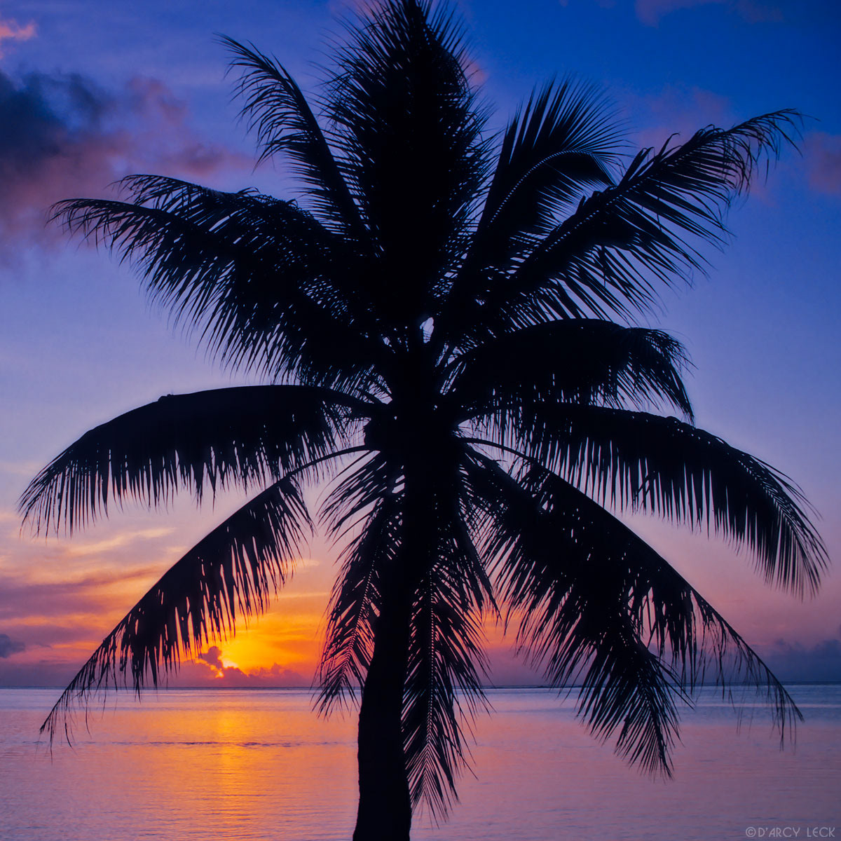 Palm tree silhouetted against setting sun and Pacific Ocean, Moorea, French Polynesia