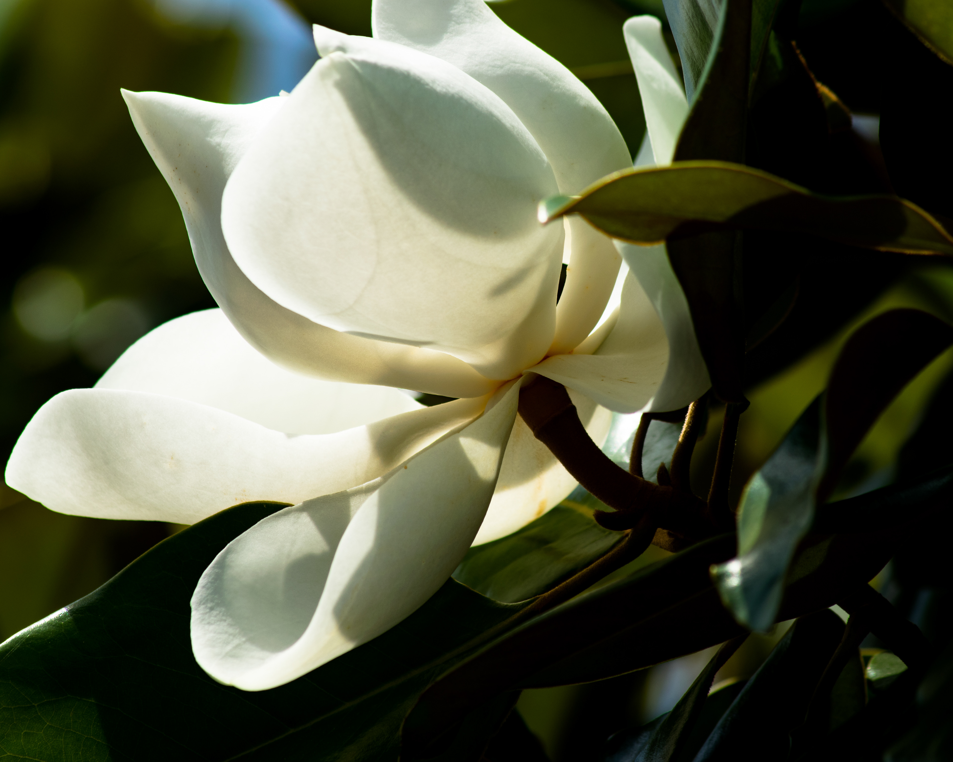 Southern Magnolia