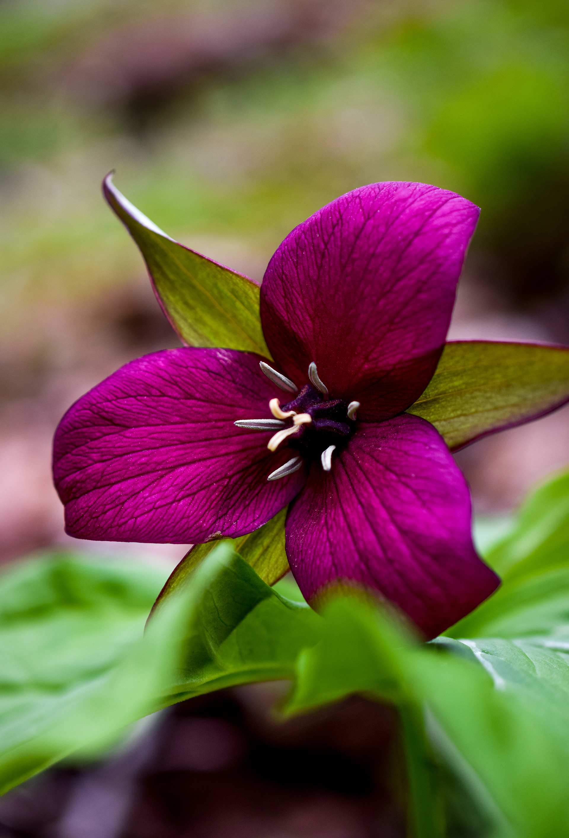 Trillium