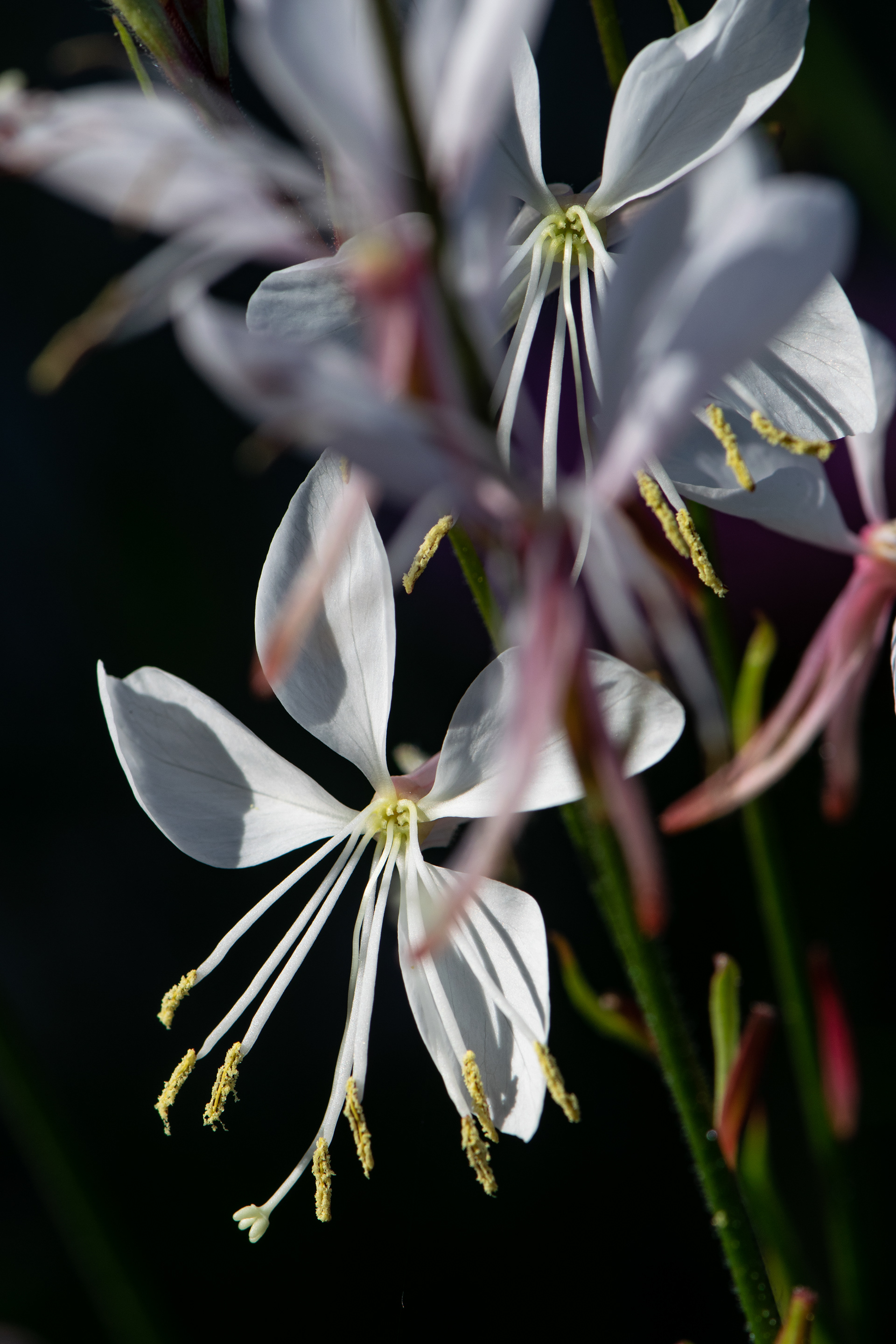 White Spiderflower
