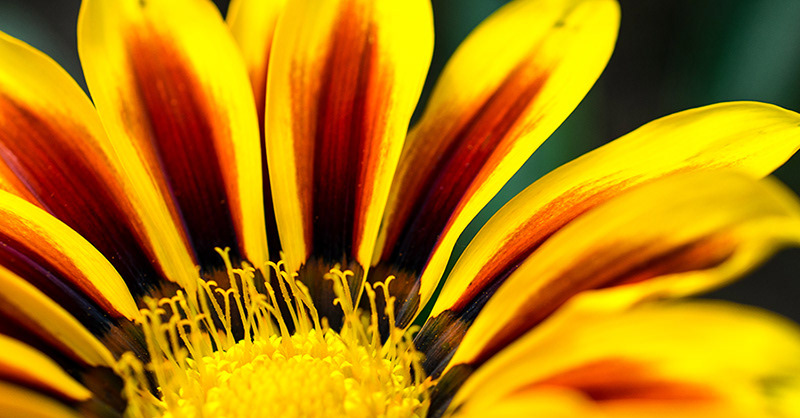 Gazania