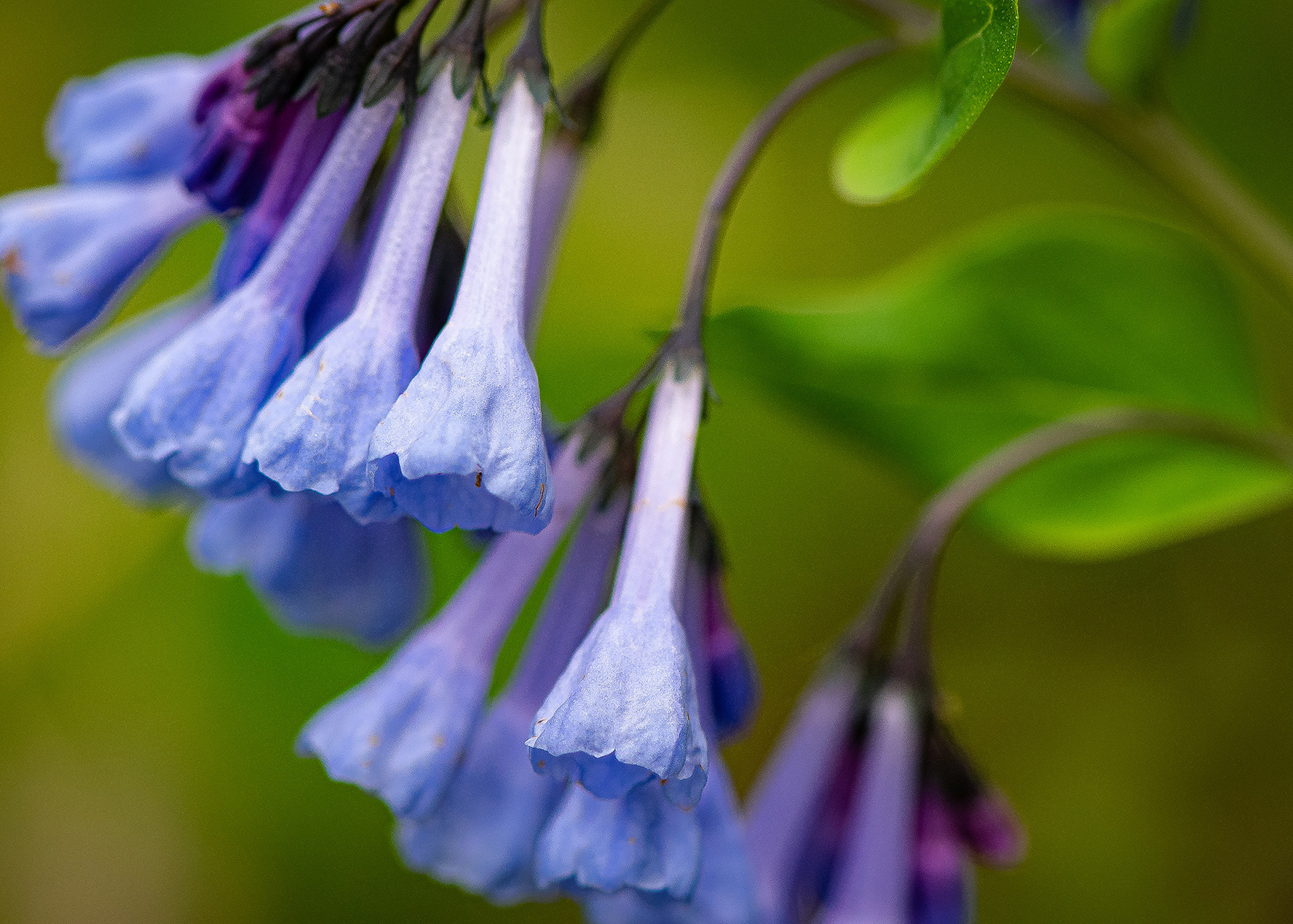 Virginia Bluebells (Mertensia virginica )