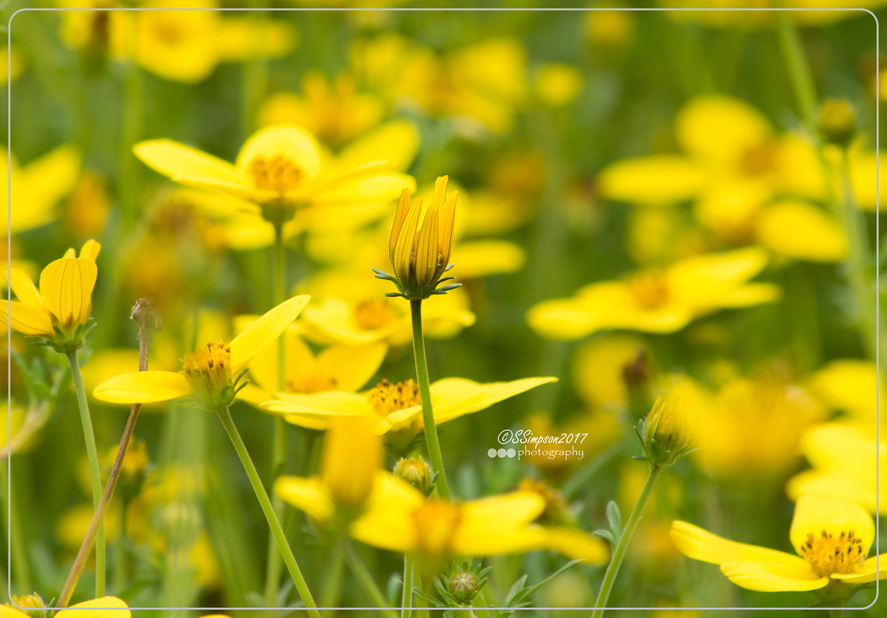 Bur Marigold