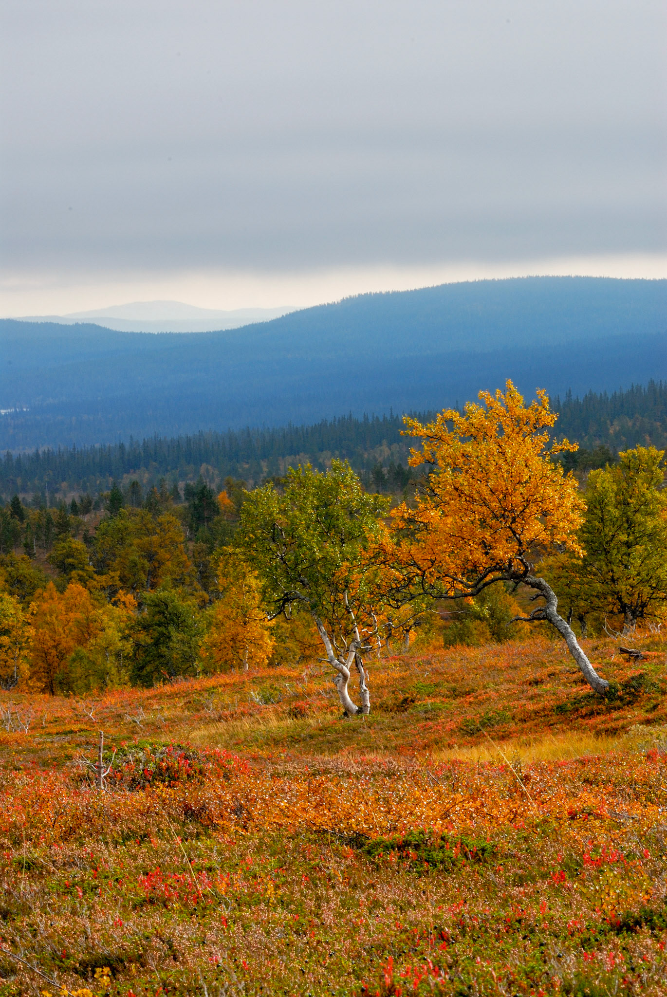Grövelsjöfjällen. På väg mellan sjön och silverfallet