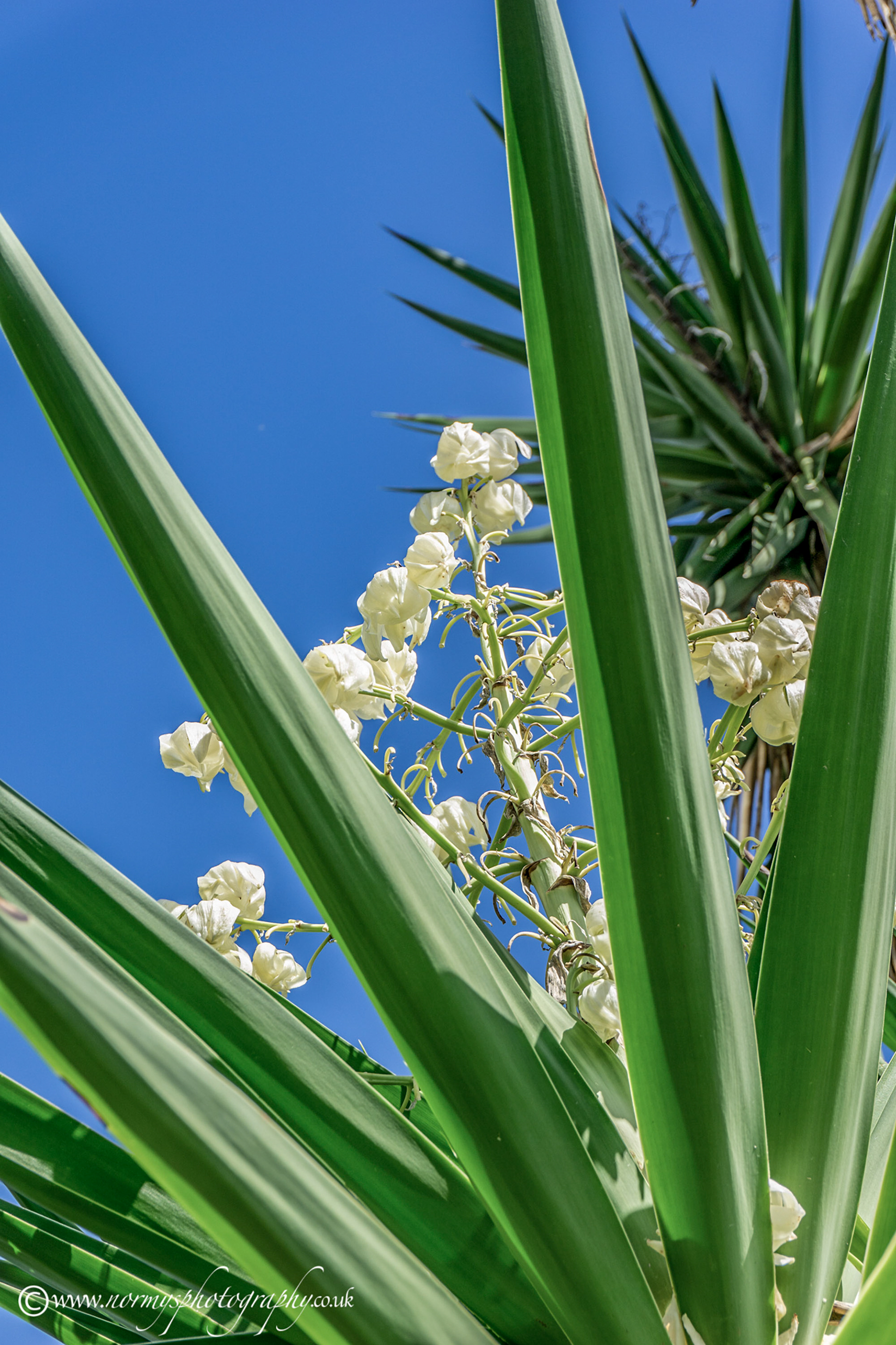 Pretty Flowers