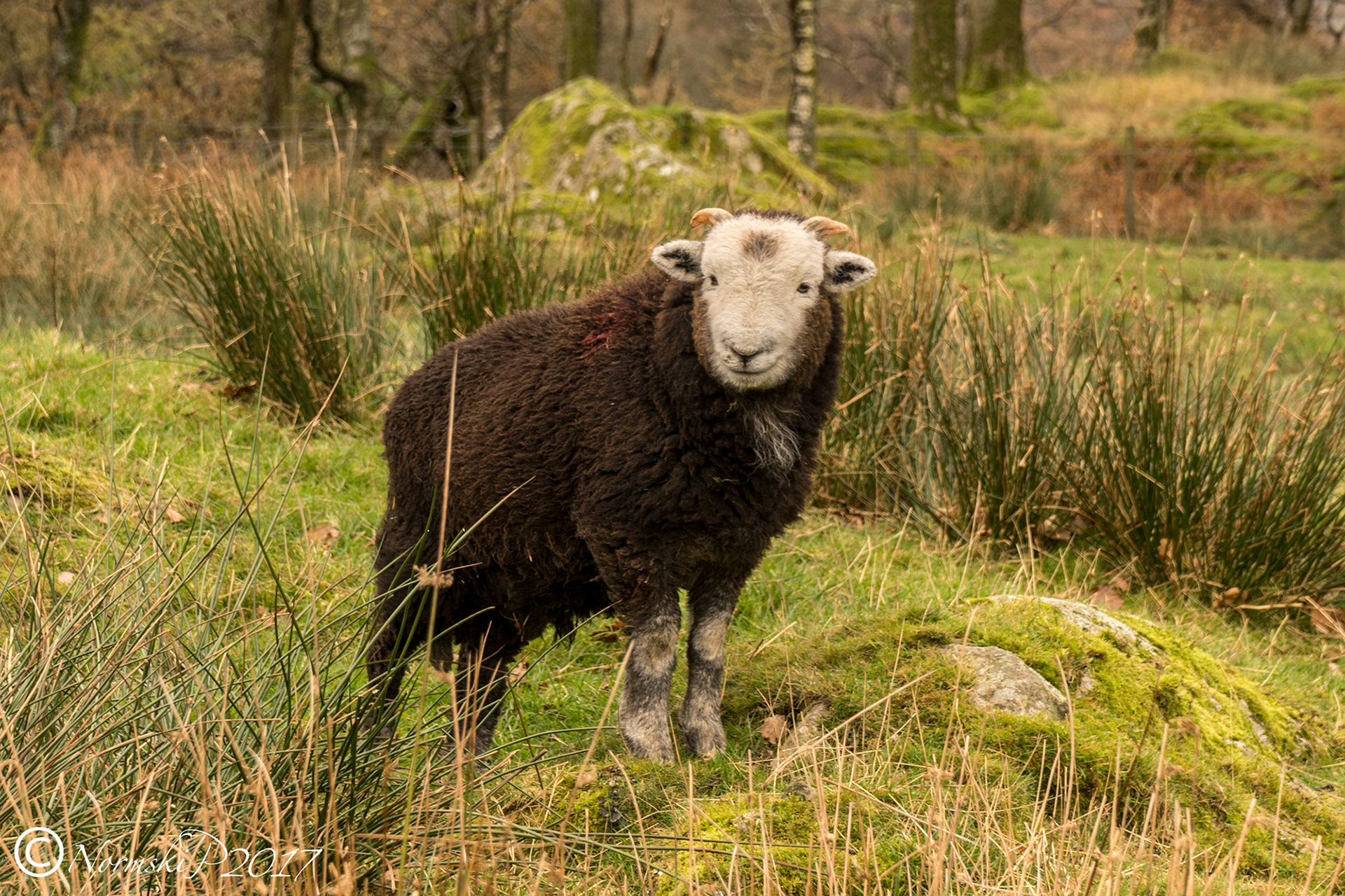 Herdwick Sheep