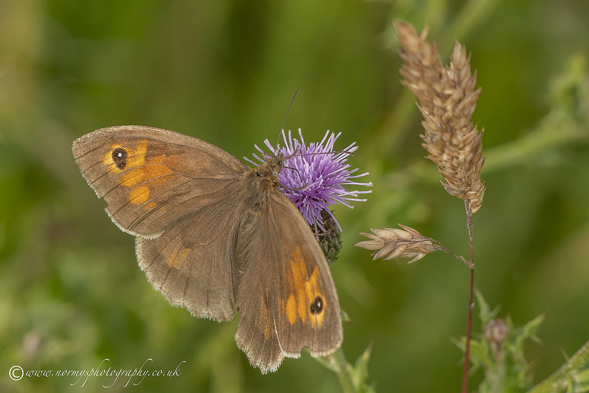 Meadow Brown Butterfly