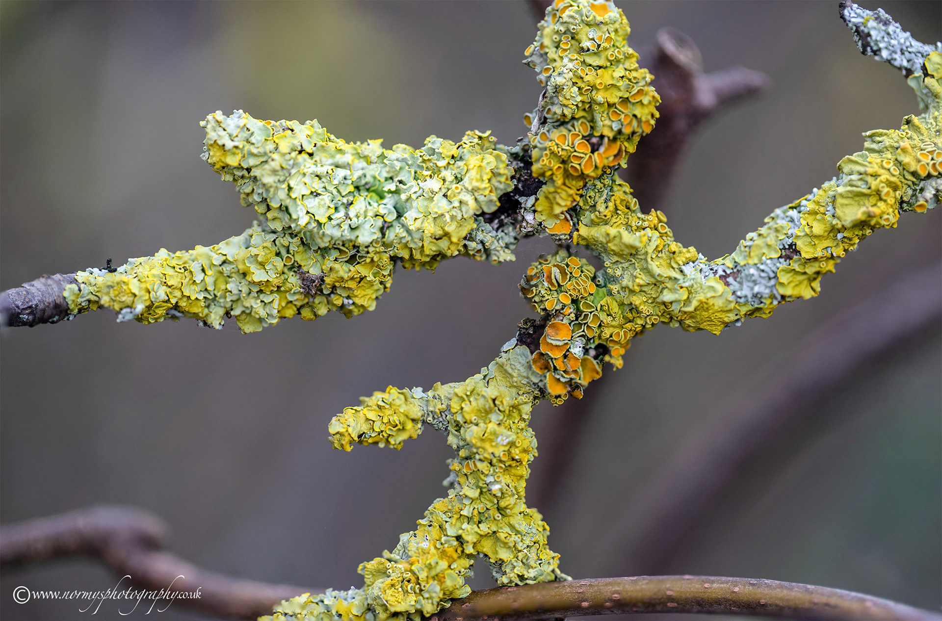 Lichen - Xanthoria polycarpa