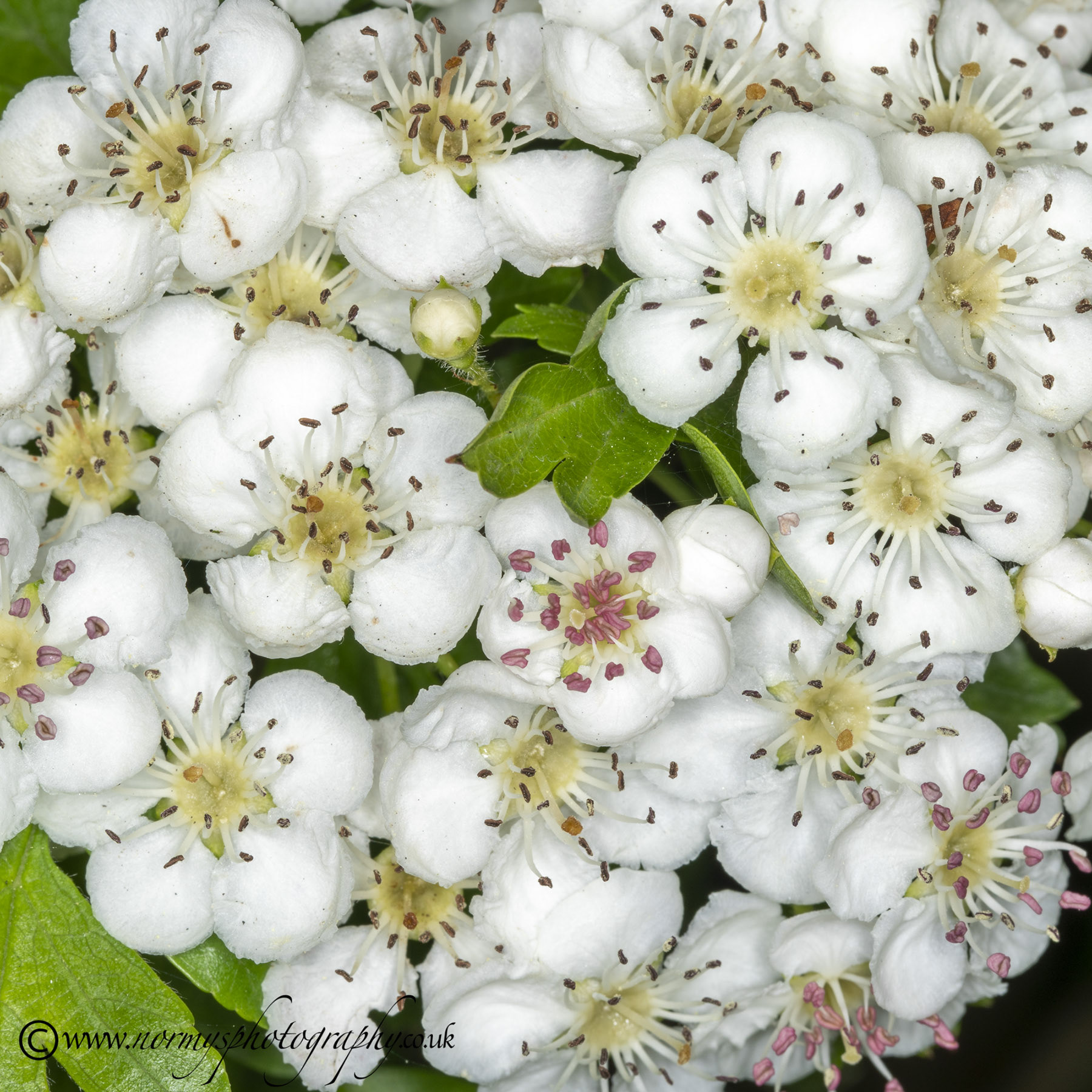 Hawthorn flowers