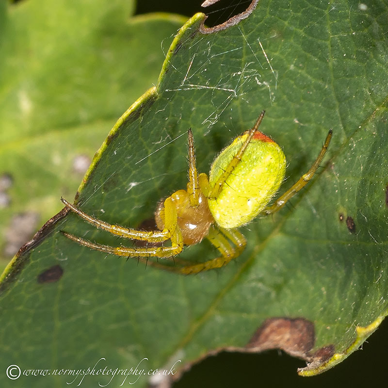 Cucumber Green Orb Spider