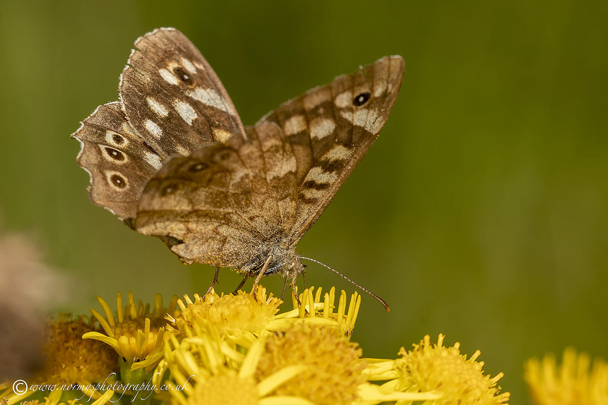 Speckled Wood