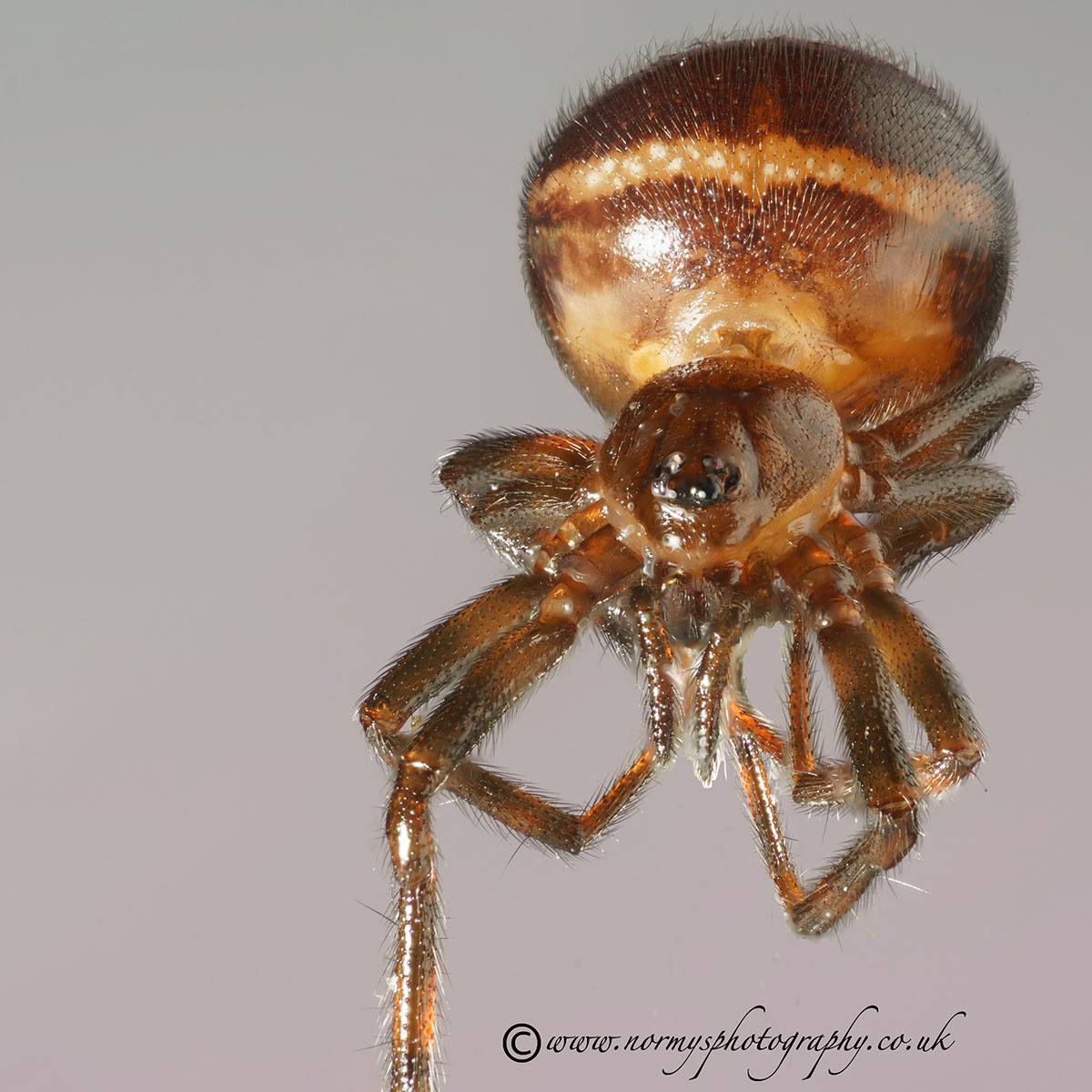 Orb Spider