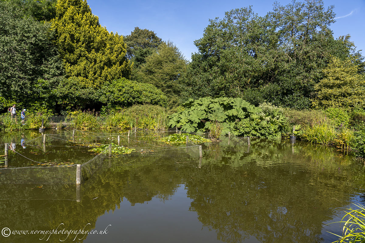 Walton pond
