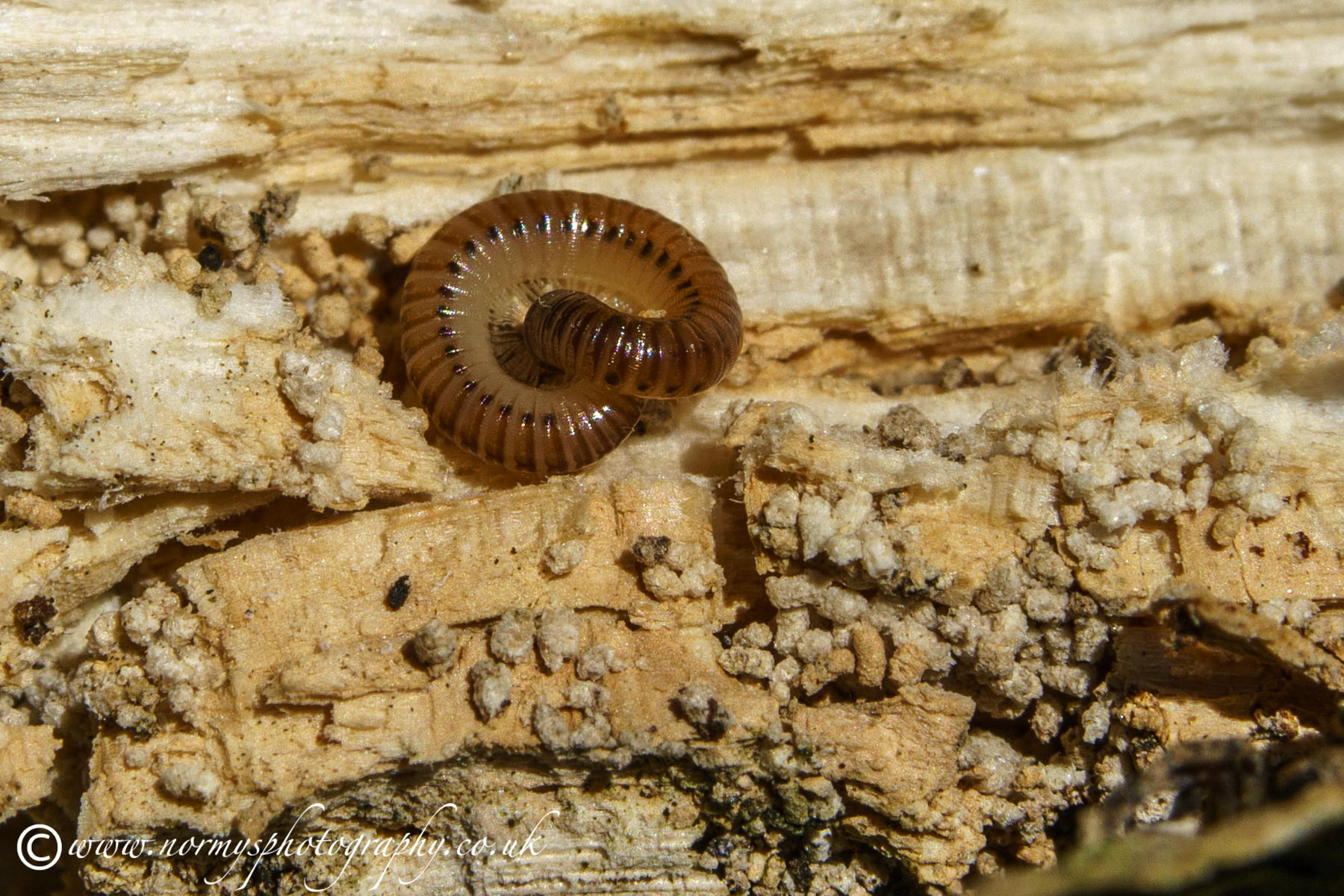 Blunt-tailed Snake Millipede - Cylindroiulus punctatus