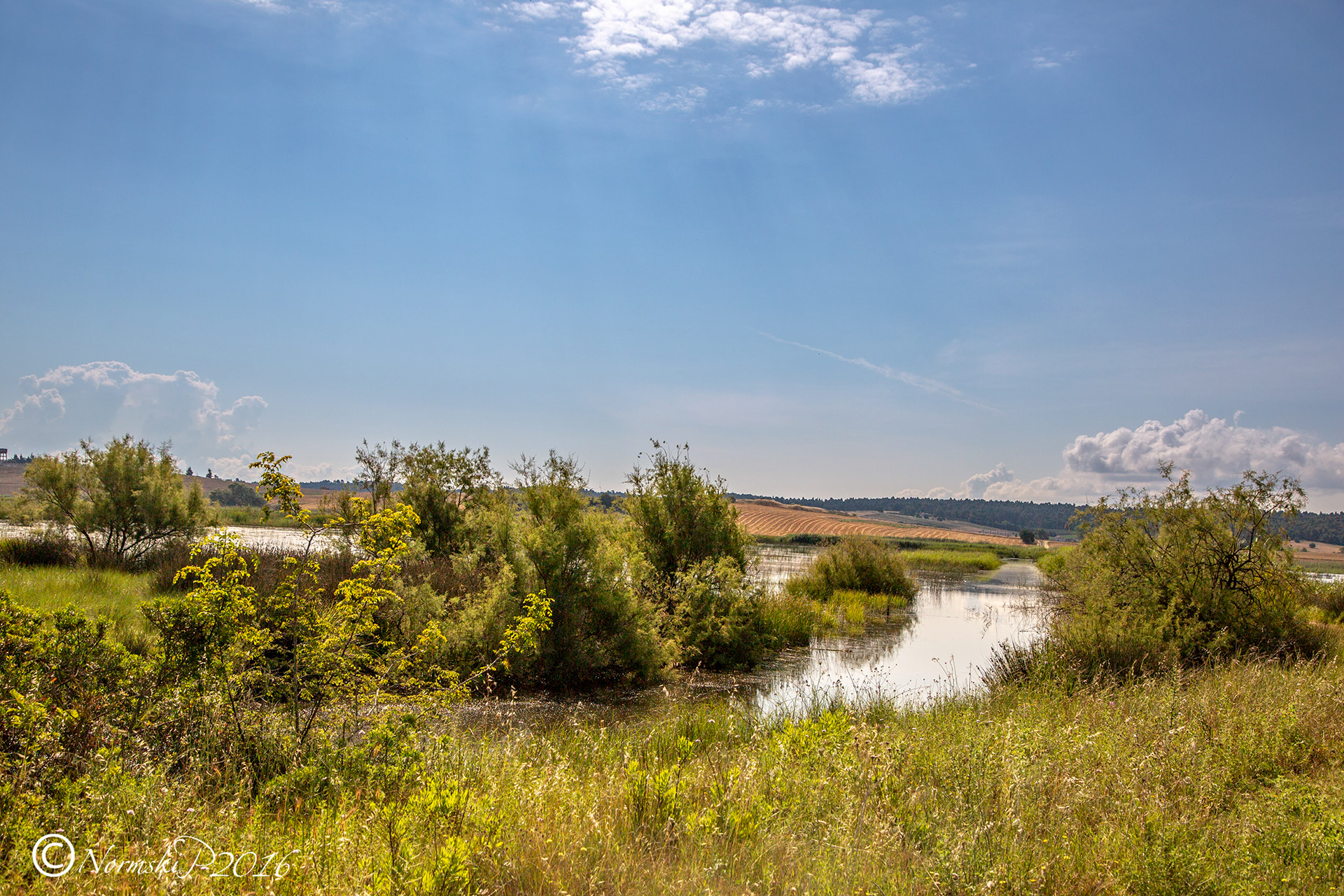 The wetlands