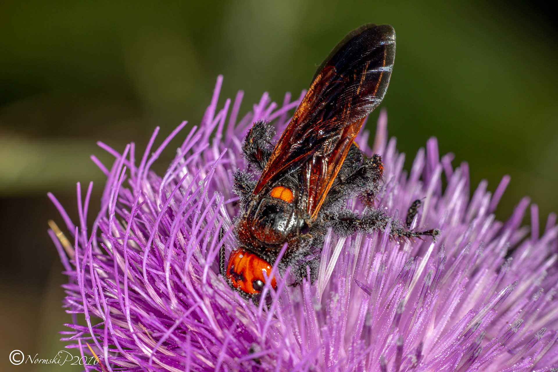 Megascolia maculata