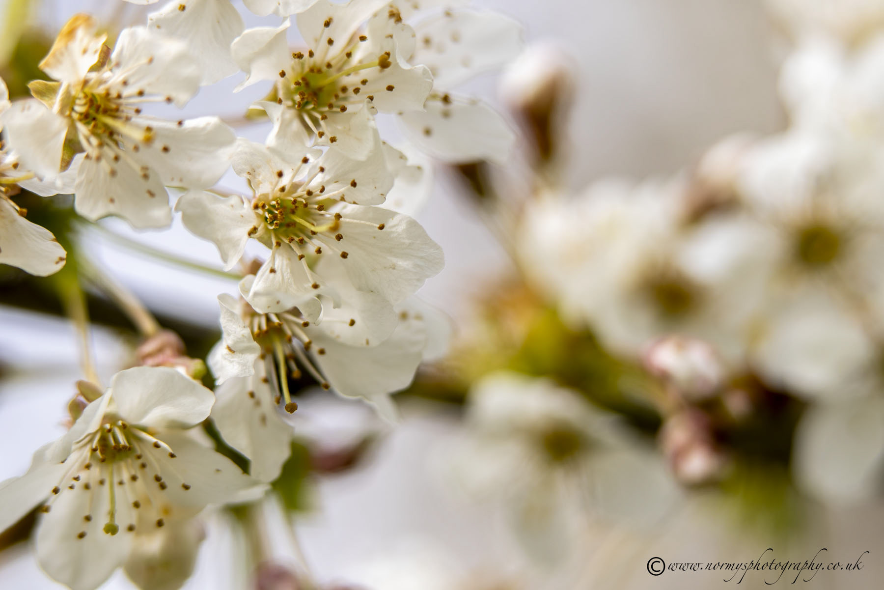 Blackthorn flowers