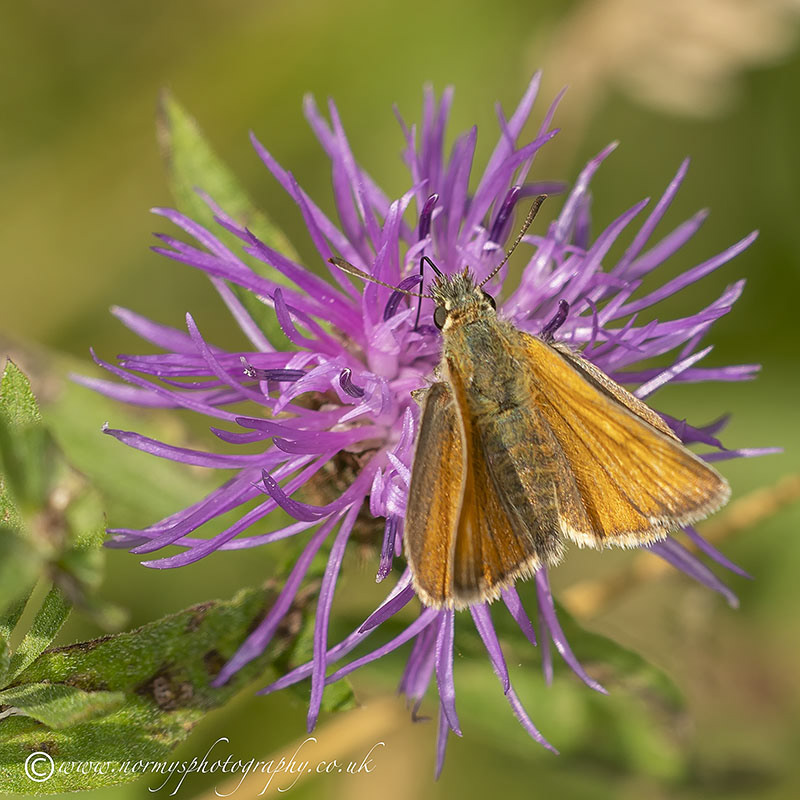 Small Skipper