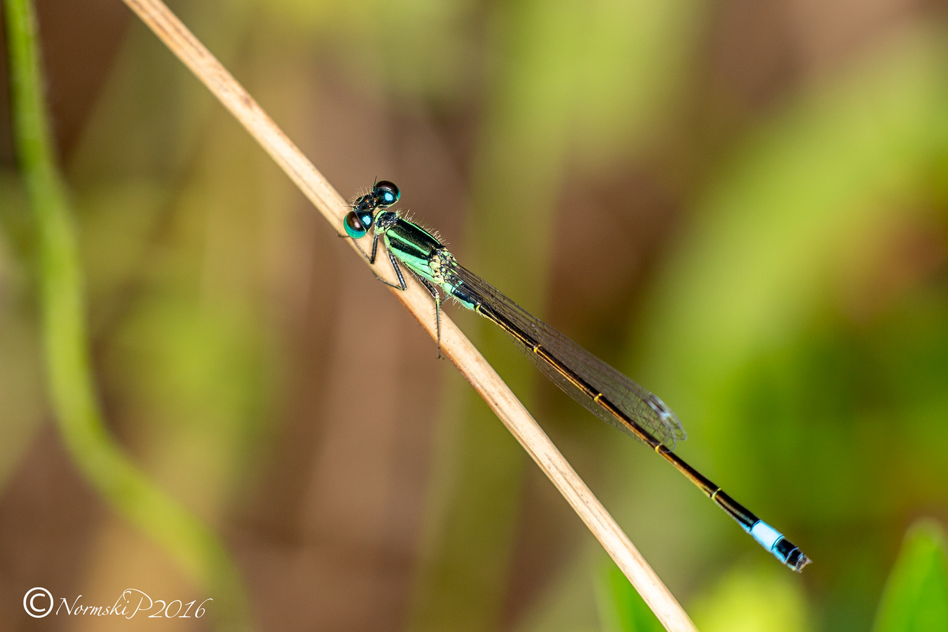 Blue-tailed Damselfly - Ischnura elegans