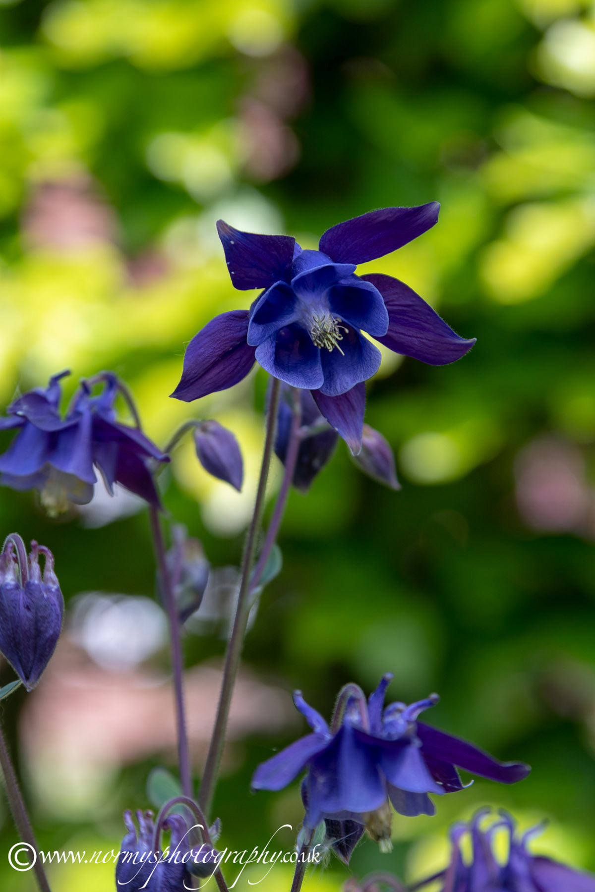Aquilegia