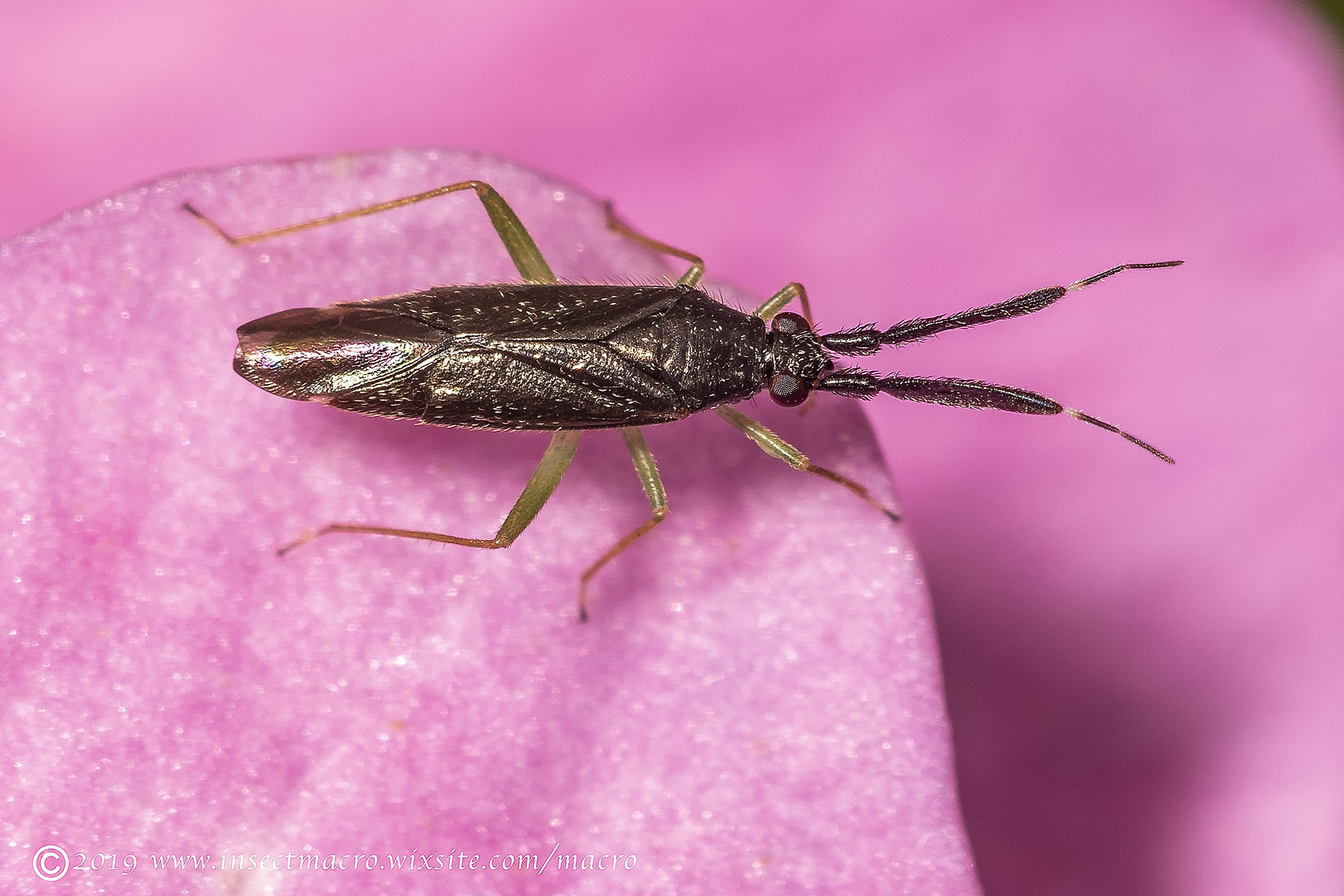 Heterotoma Planicornis