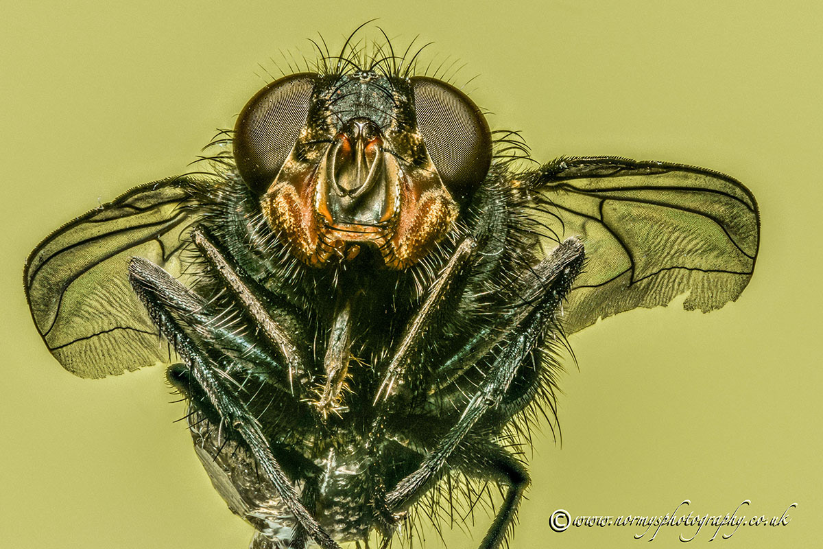 House Fly