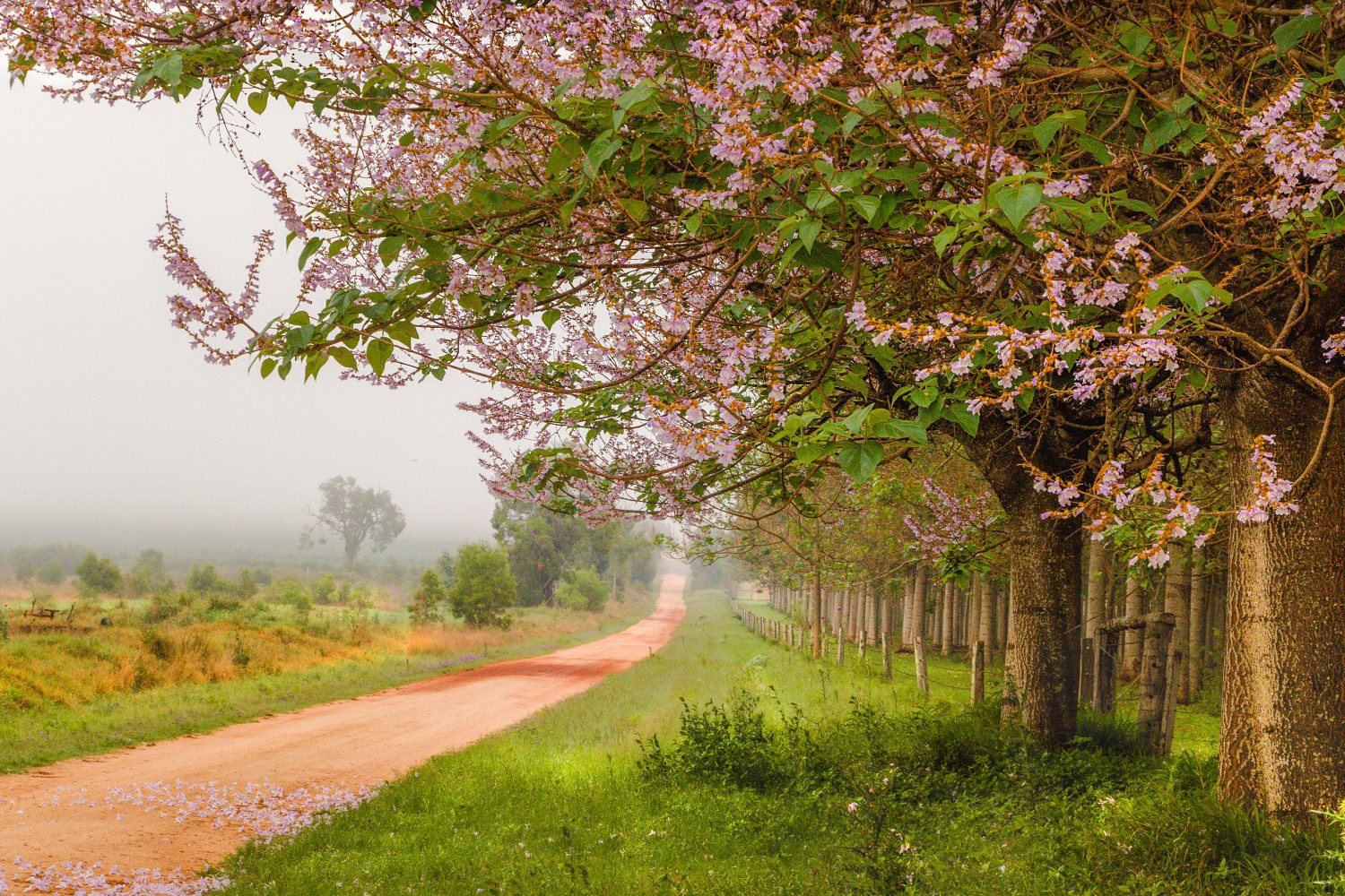 paulownia trees, pink, pink blossoms, fog, mist, country road, dirt road, serene, peaceful, leading lines, wooroolin, nature, spring, South Burnett