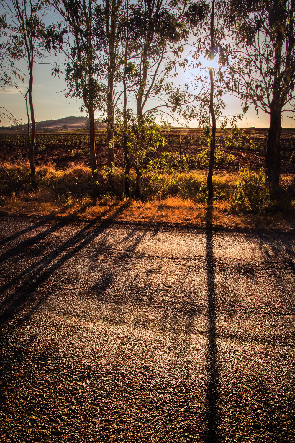 sunset, shadows, trees, wooroolin, Mt Wooroolin, rural, golden light, golden, orange, long shadows, road, South Burnett, Kingaroy