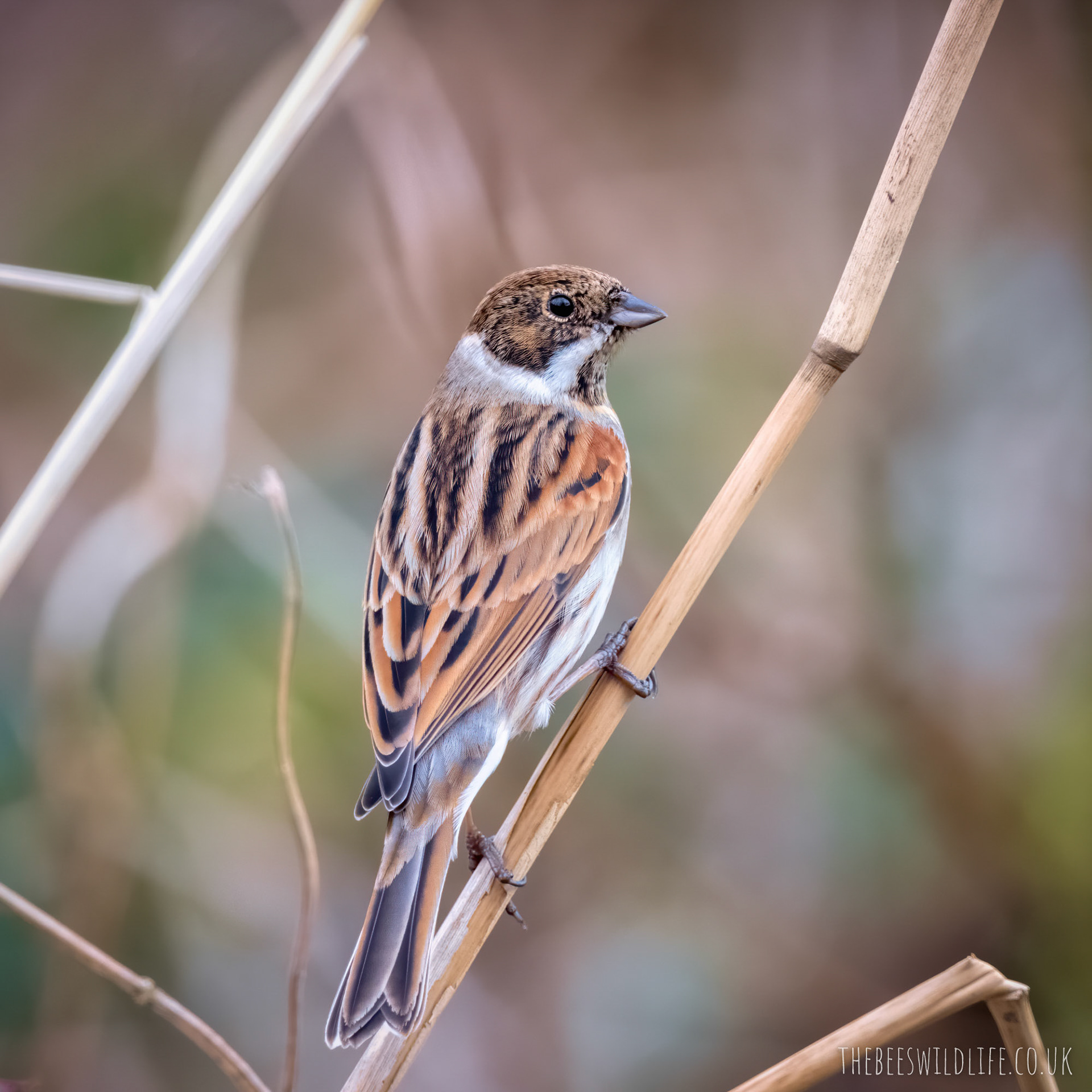 Female Reed Bunting