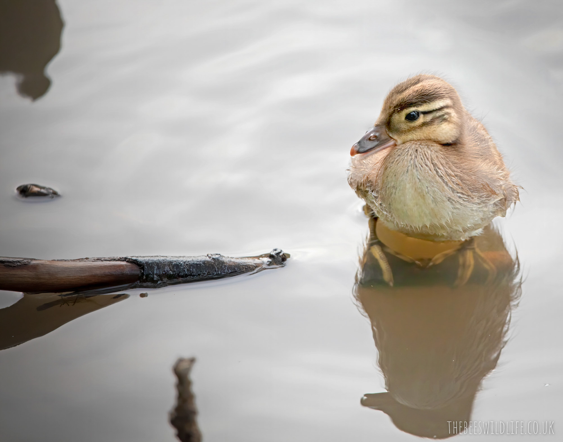 Mandarin Duck Chick