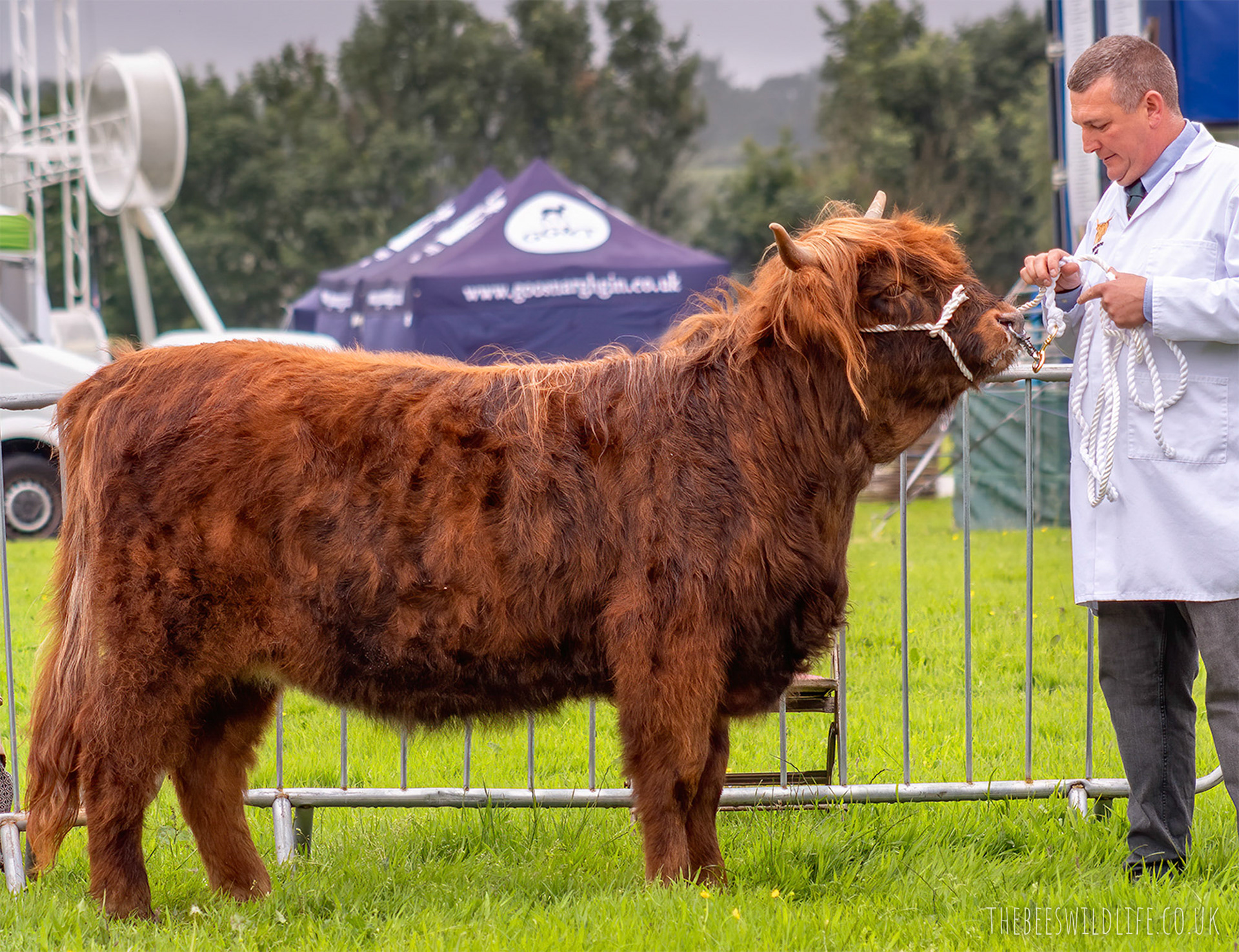 Highland Cow