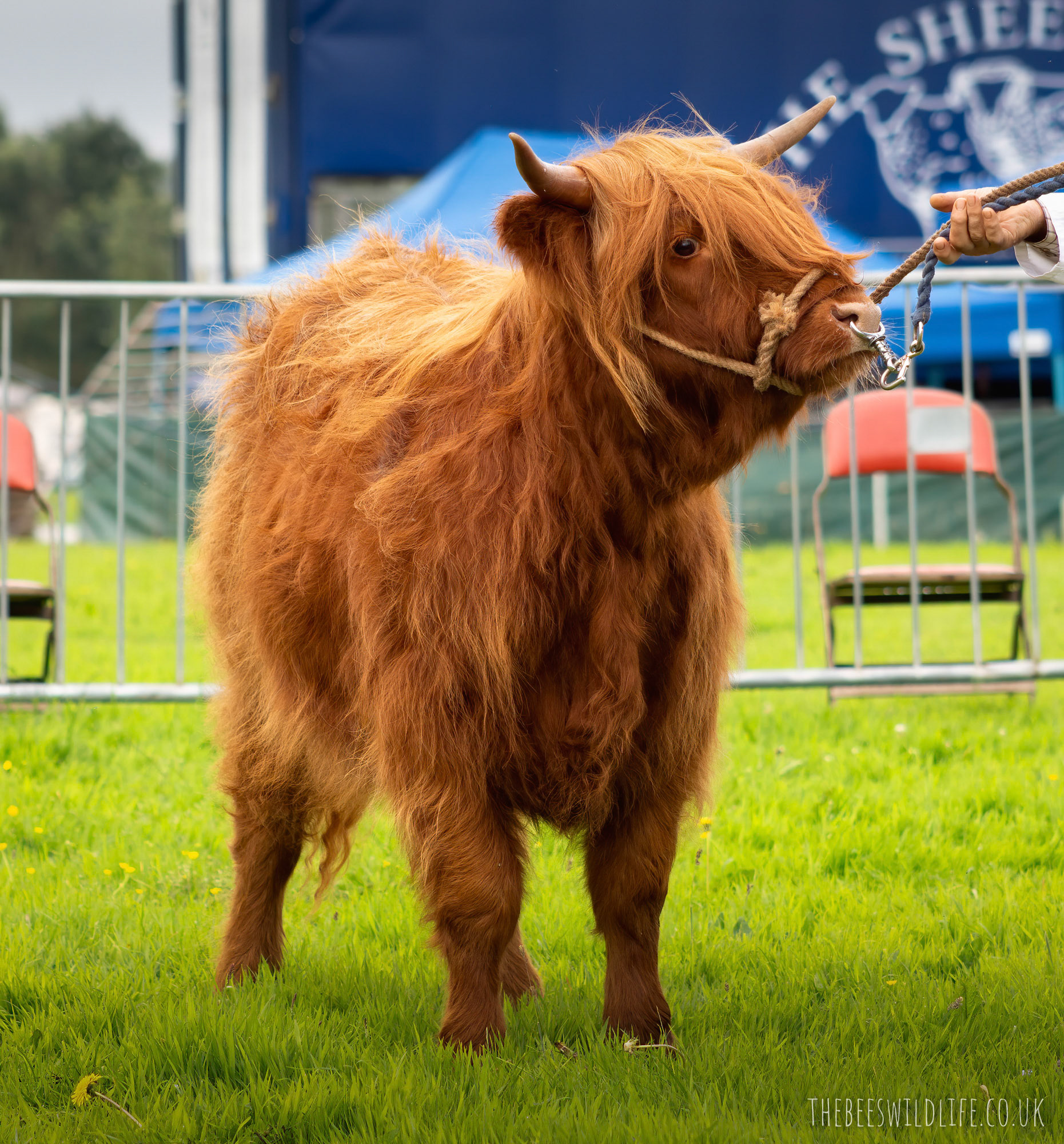 Highland Cow