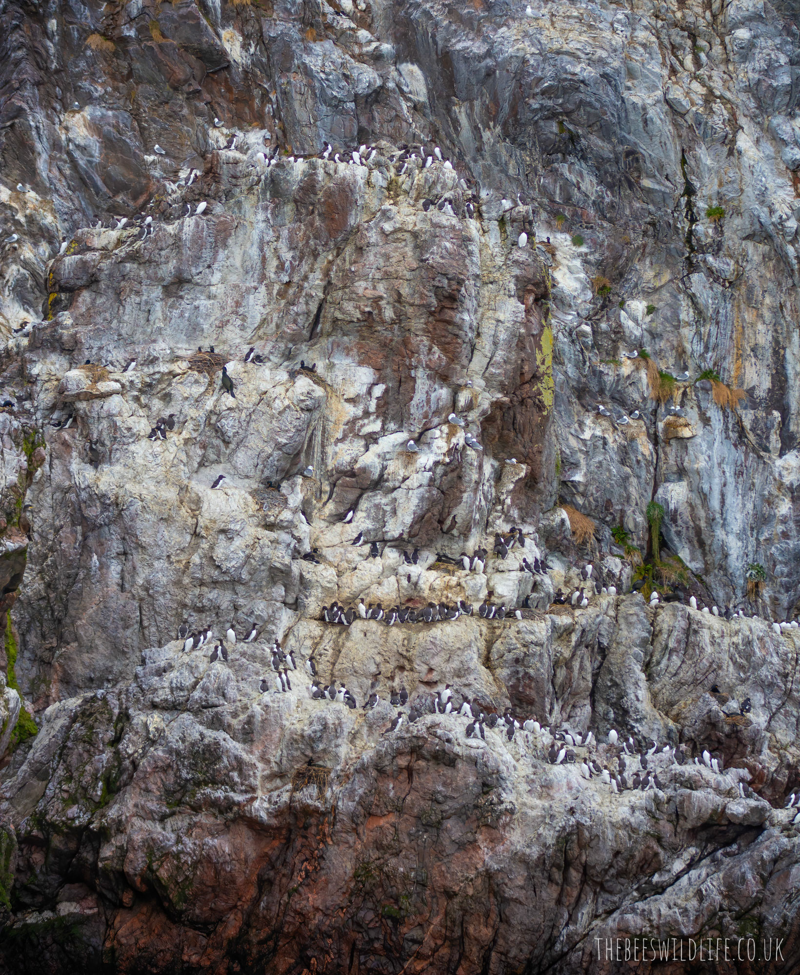 Couple of Hundred Guillemots