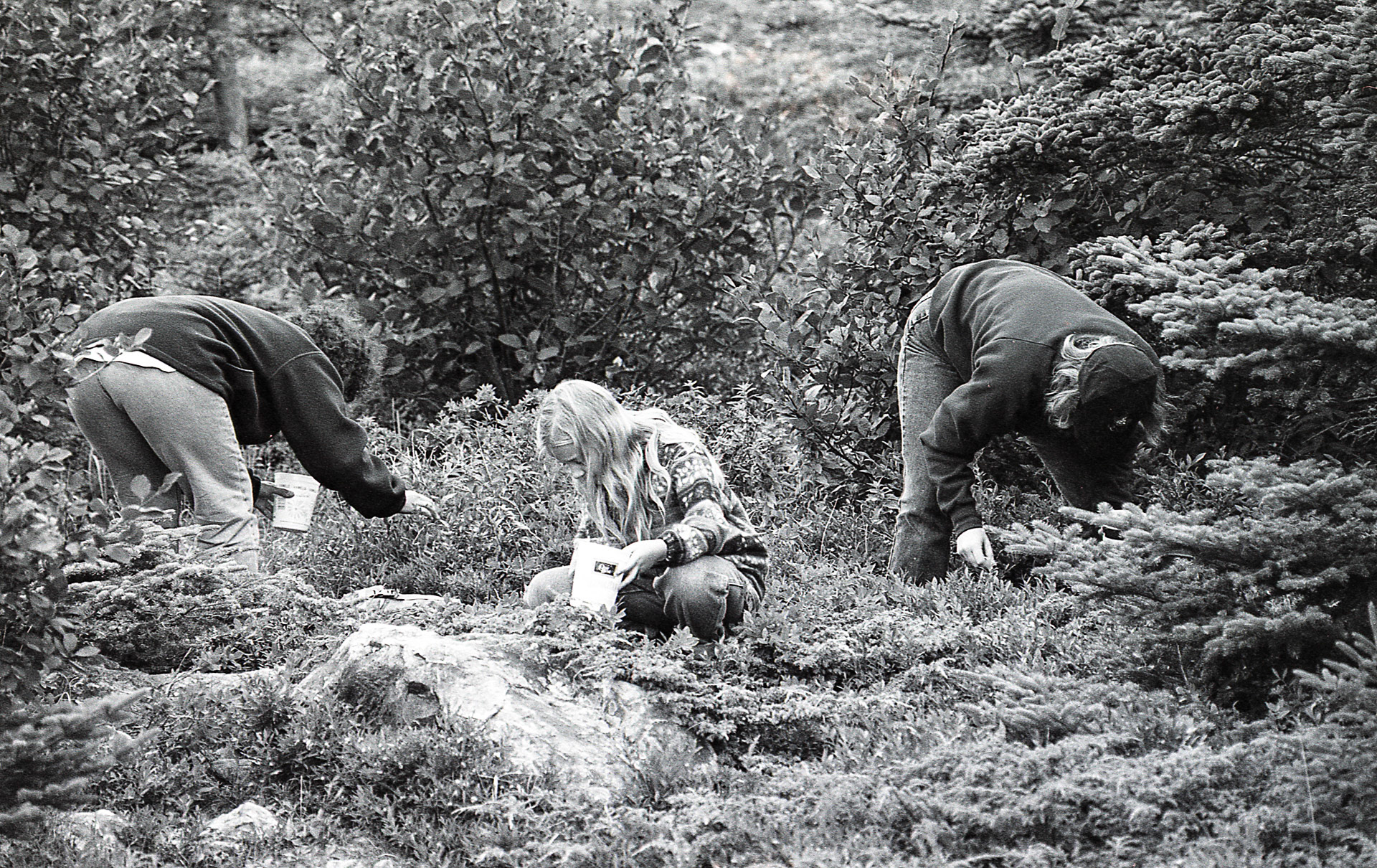 Picking Blueberries