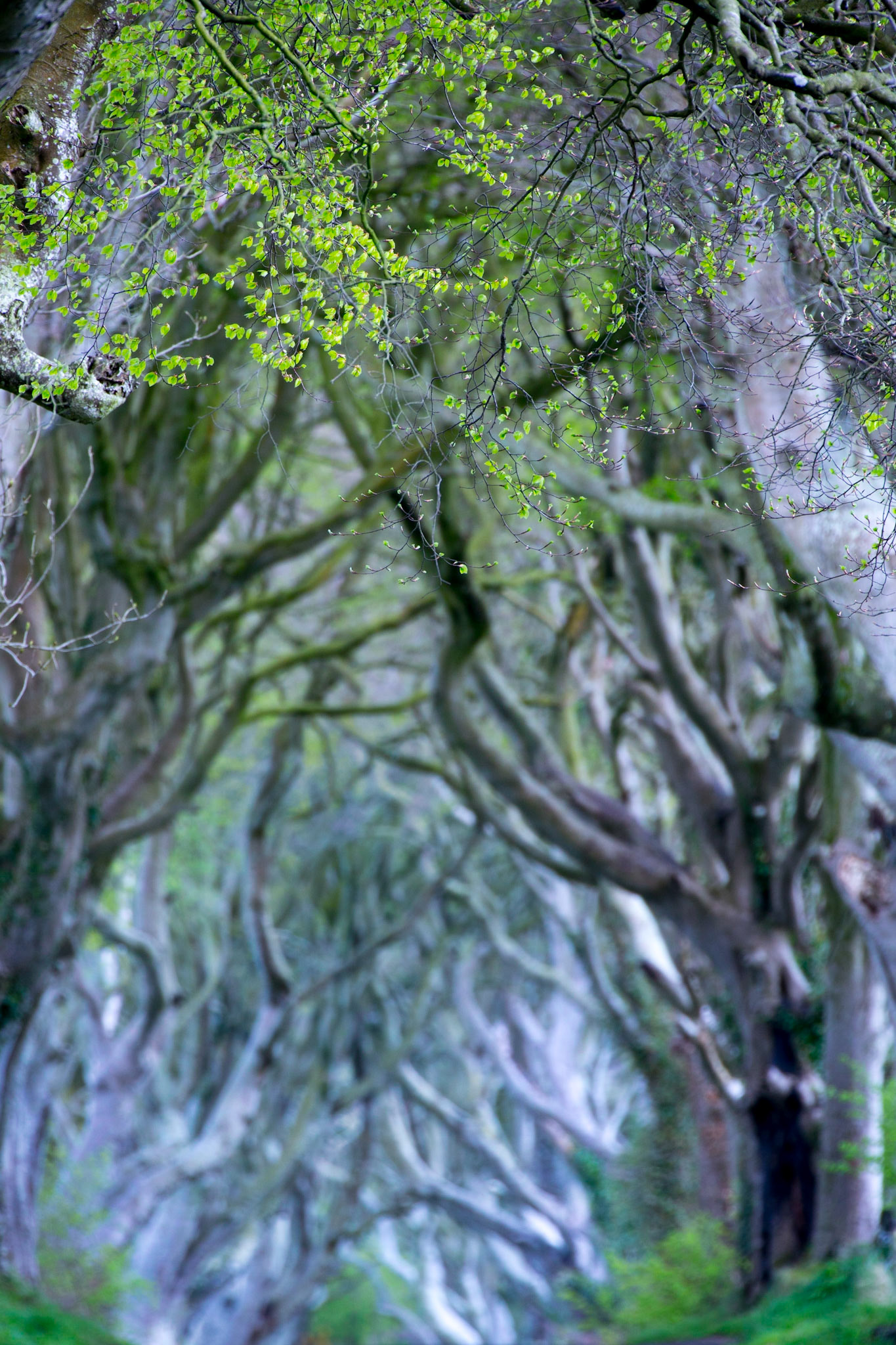 The Dark Hedges