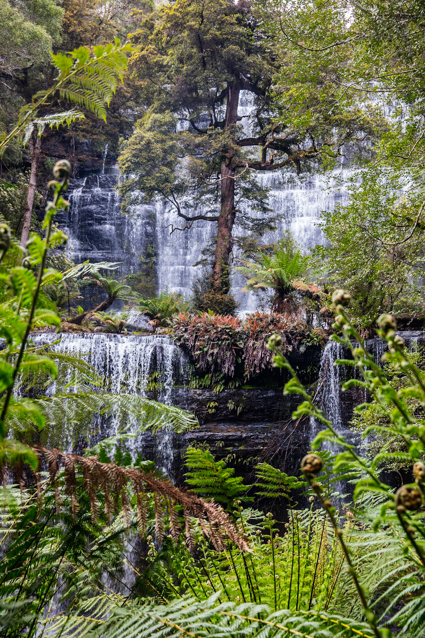 Tasmania, magic forest