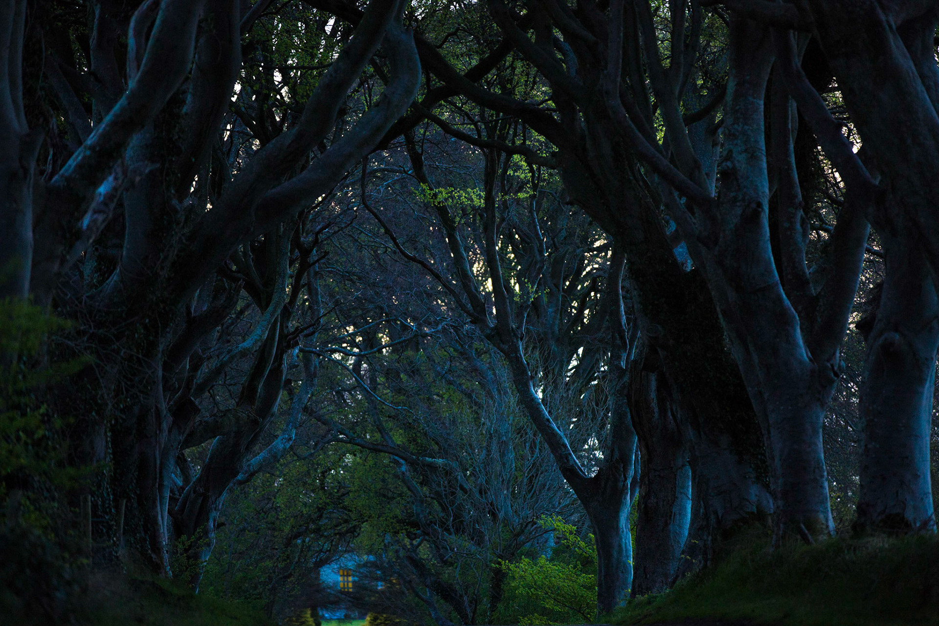 The Dark Hedges, Ireland