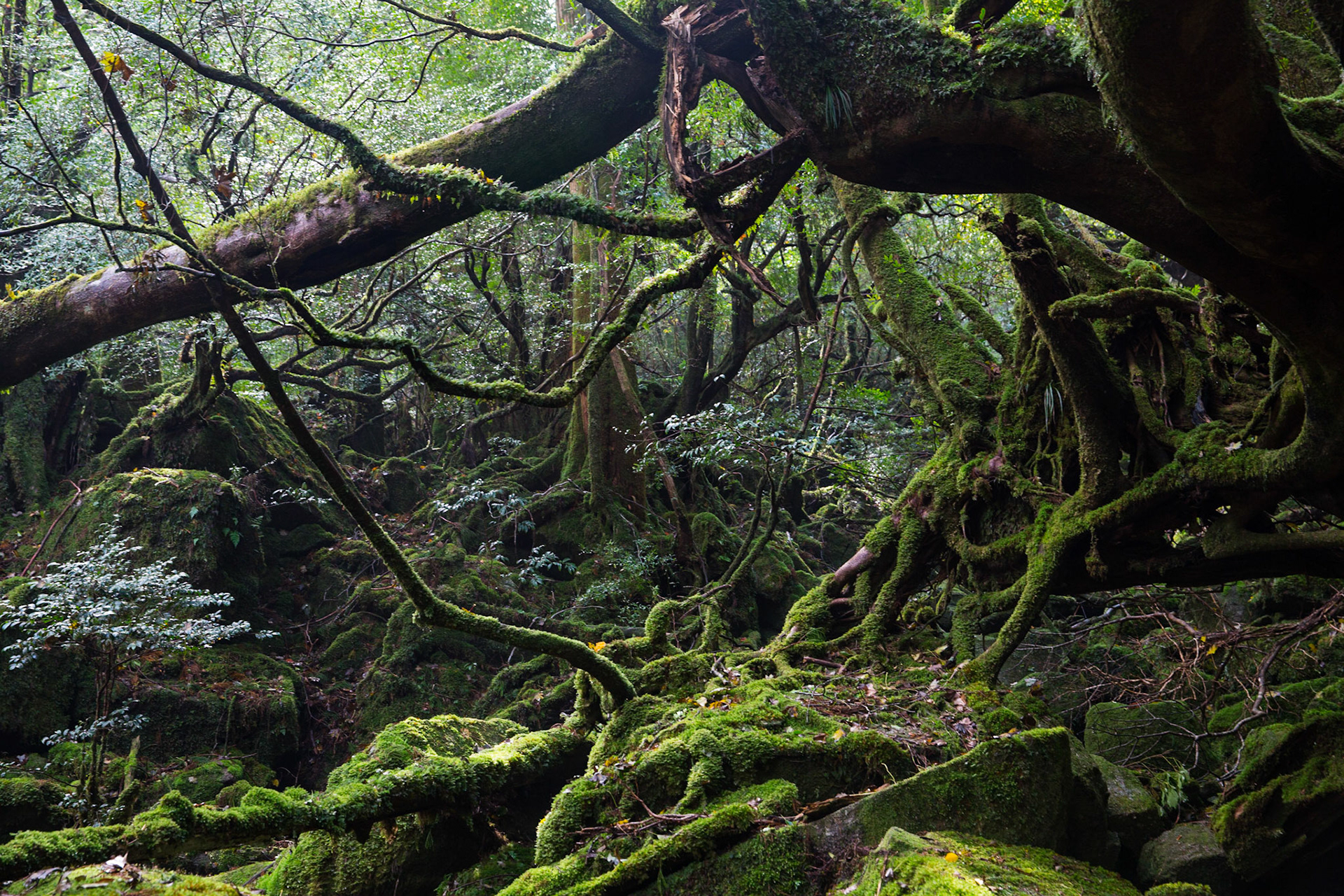 Yakushima, Shiratani forest