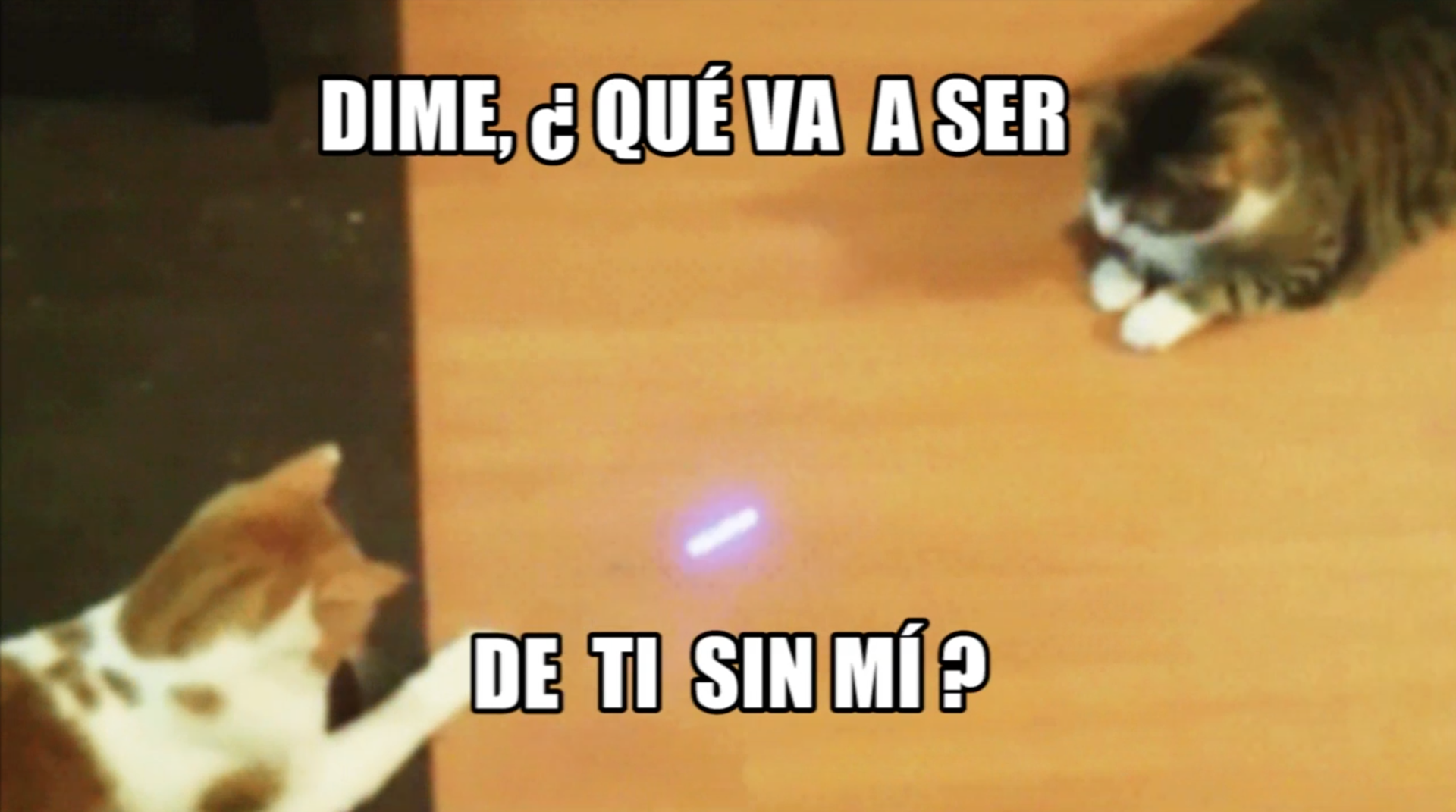 Ber Arce Cat Meme Karaoke