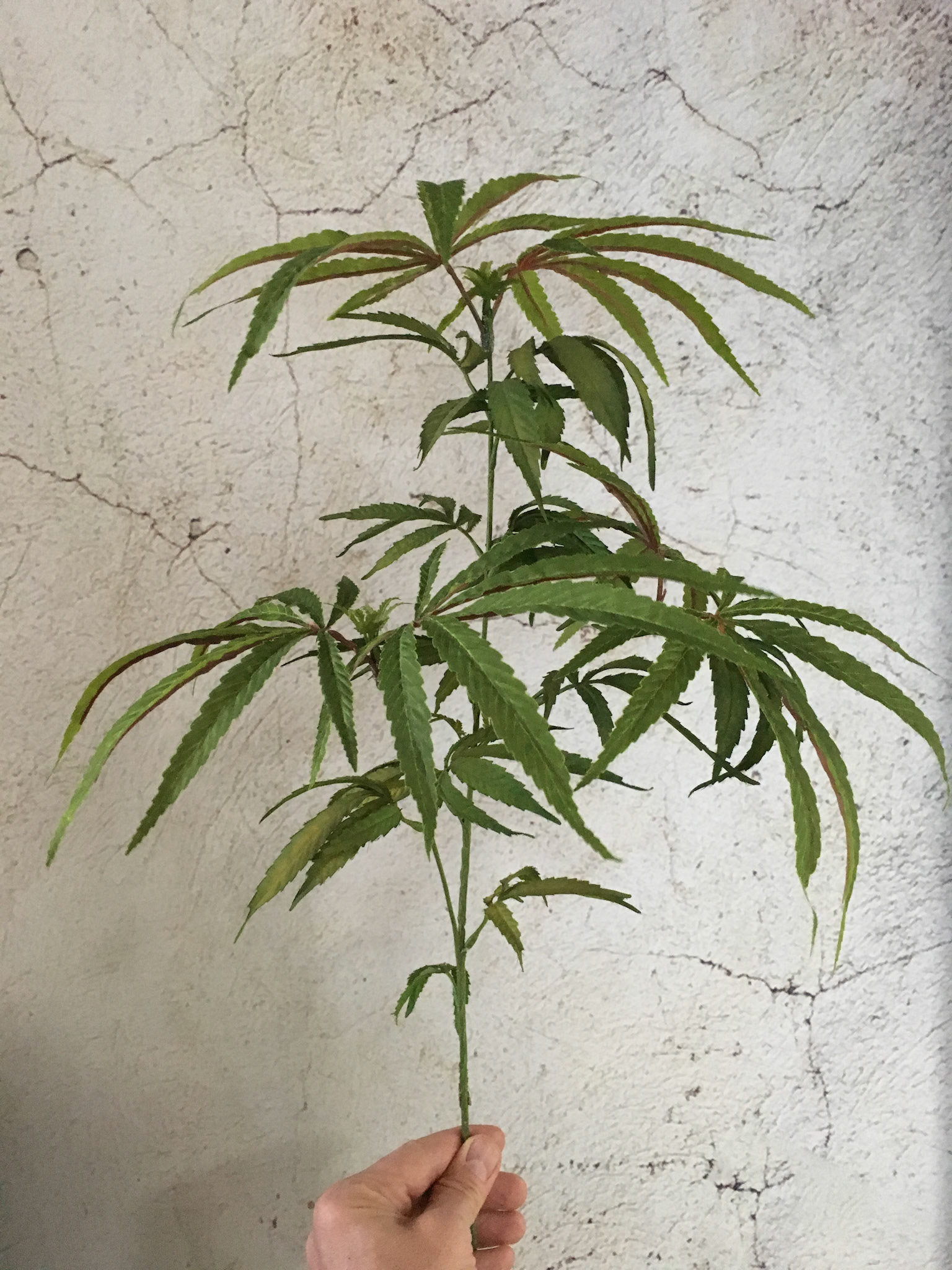 PRE-FLOWER SMALL