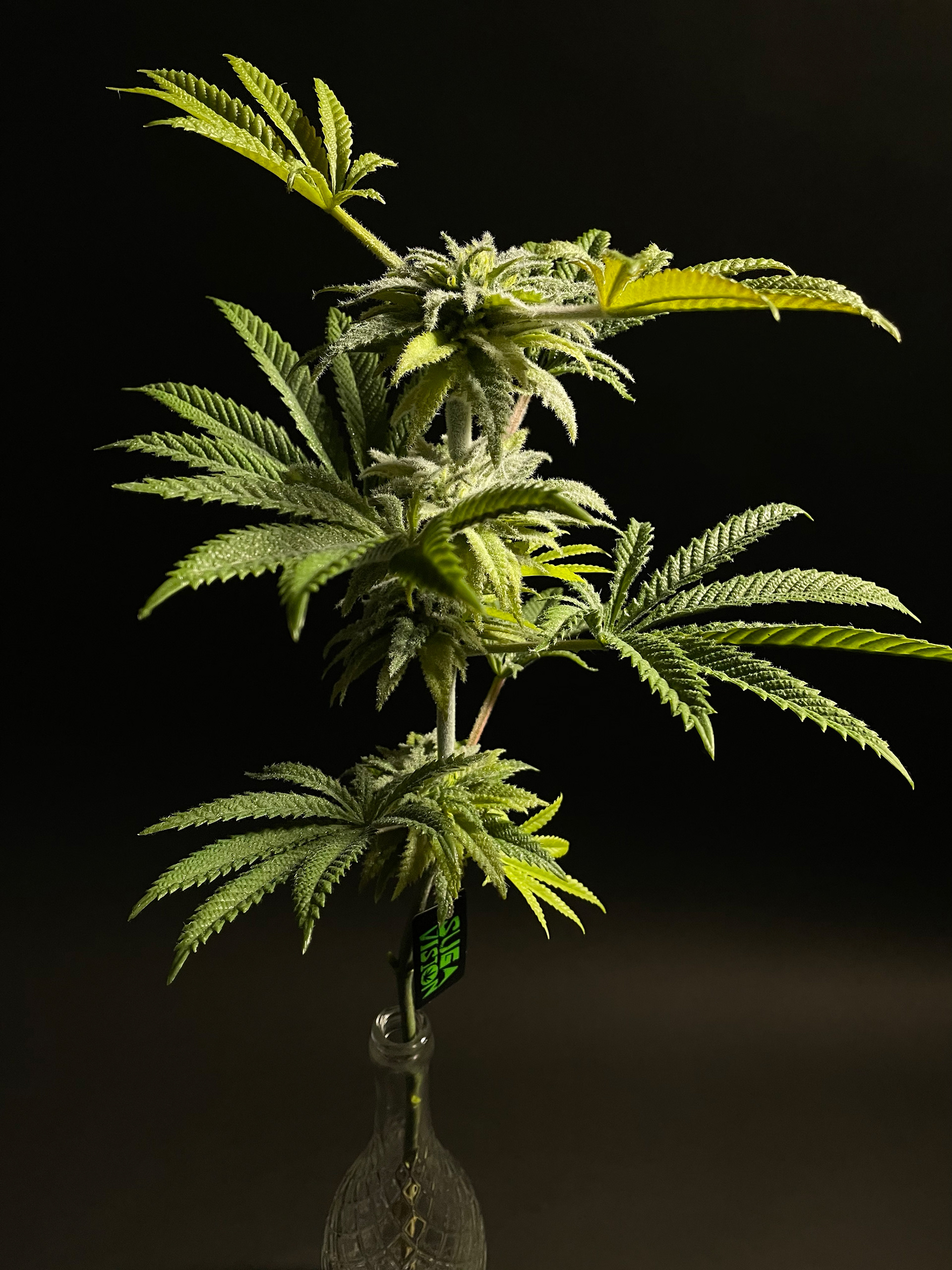 LALO Haze