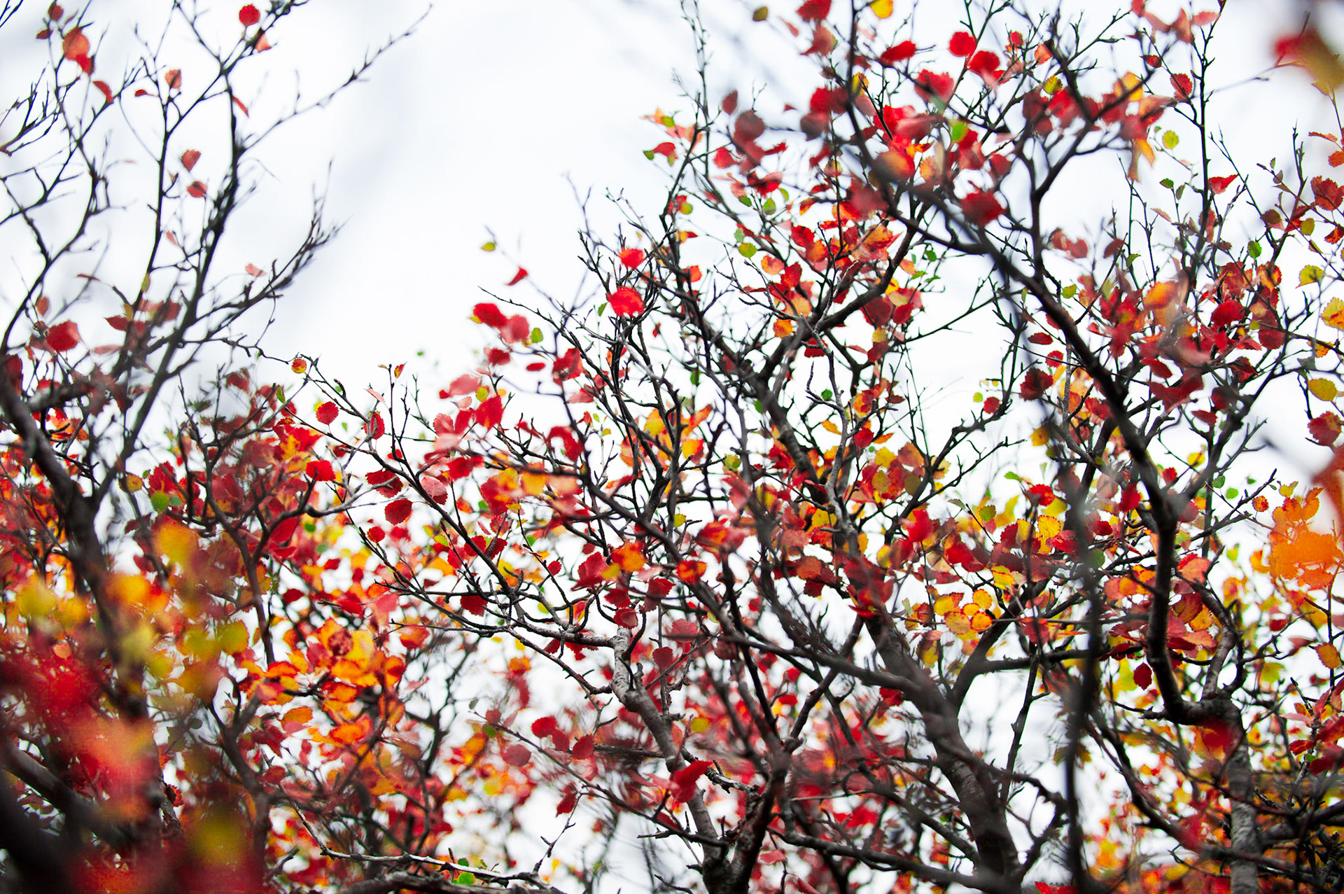 Herbstlich verfärbte Blätter an einen Busch.