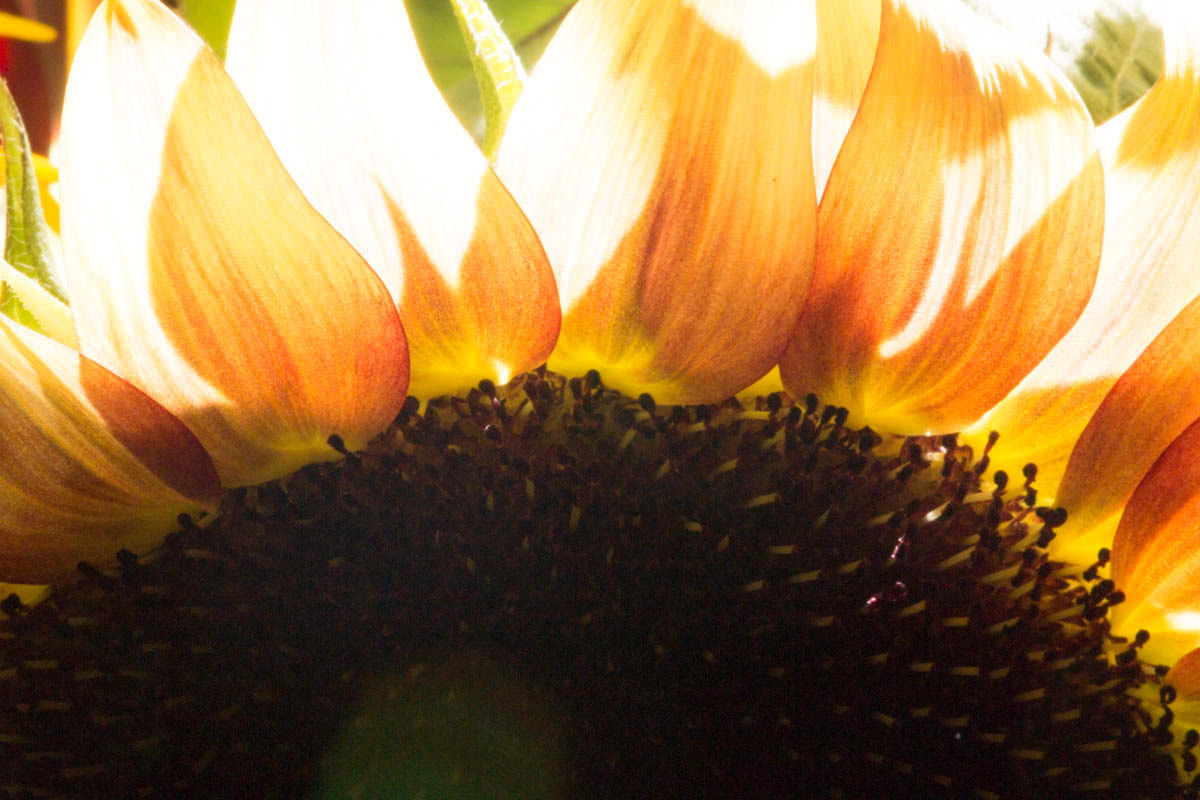 Sunflower 1