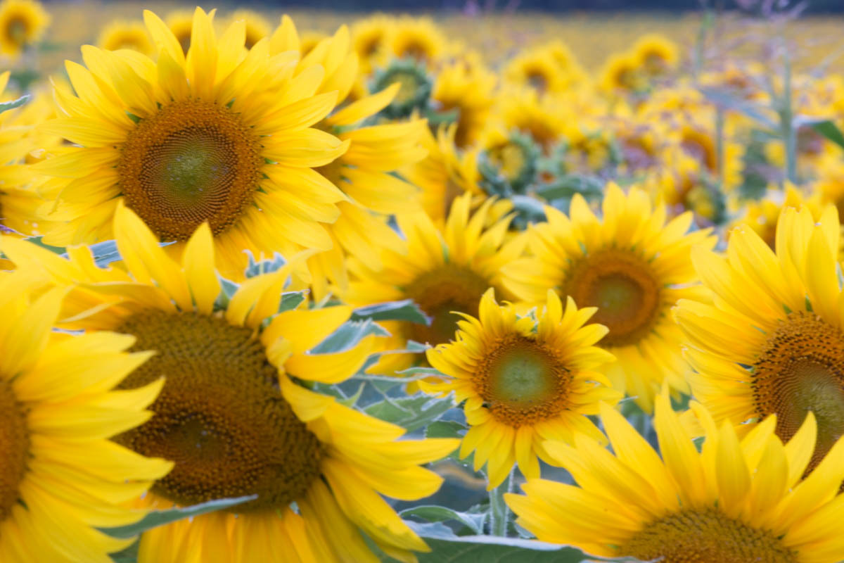 Sunflower 16