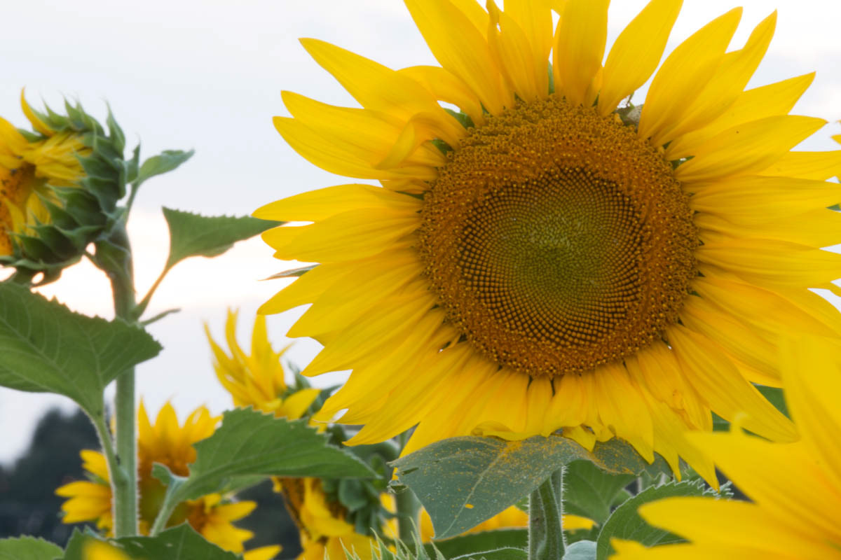 Sunflower 11