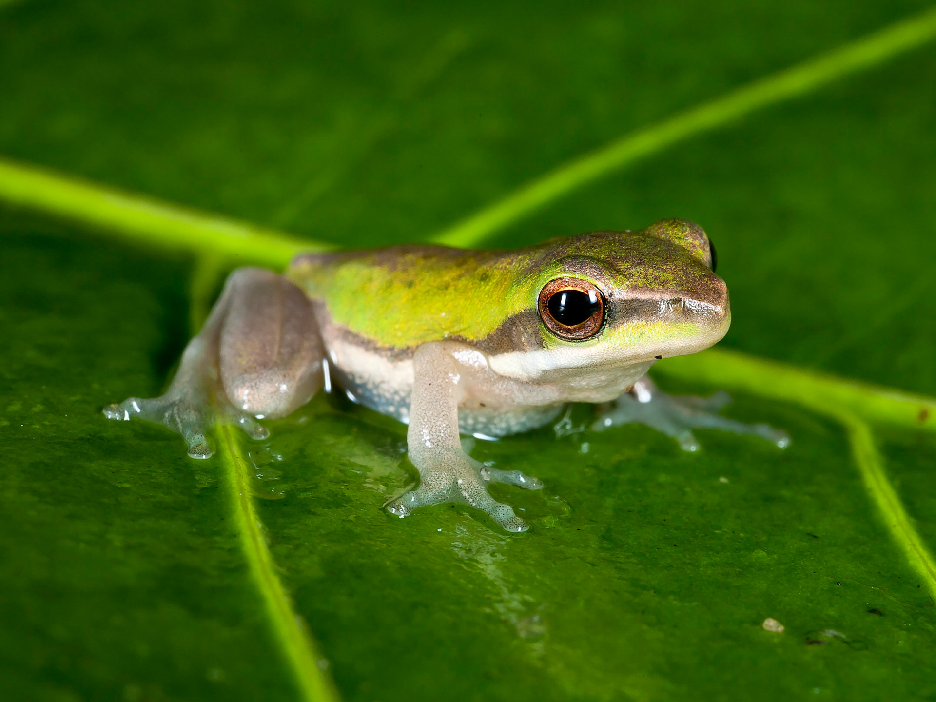 Sedge Frog - Lake Weyba