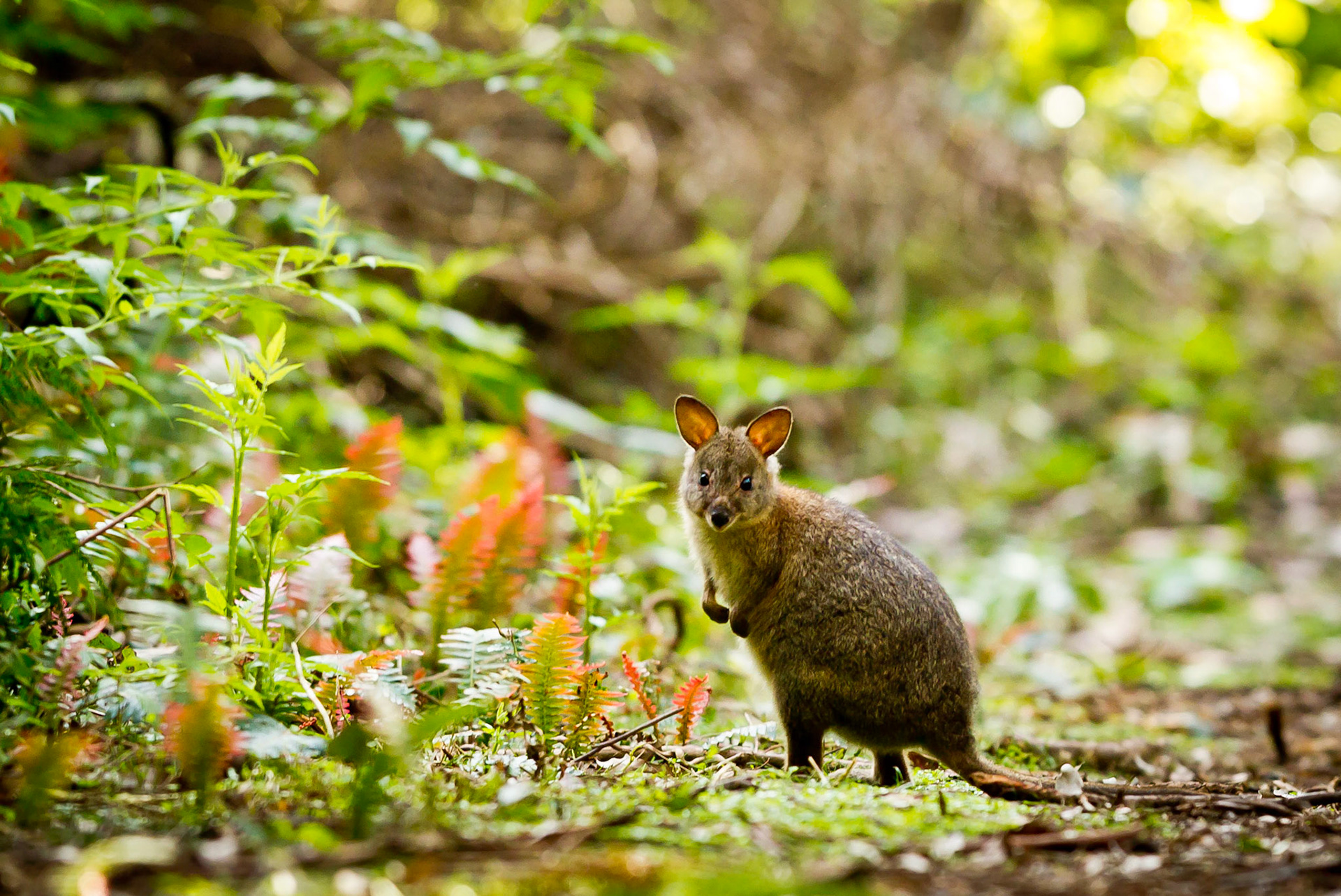 Red-necked Pademelon - Goomburra NP